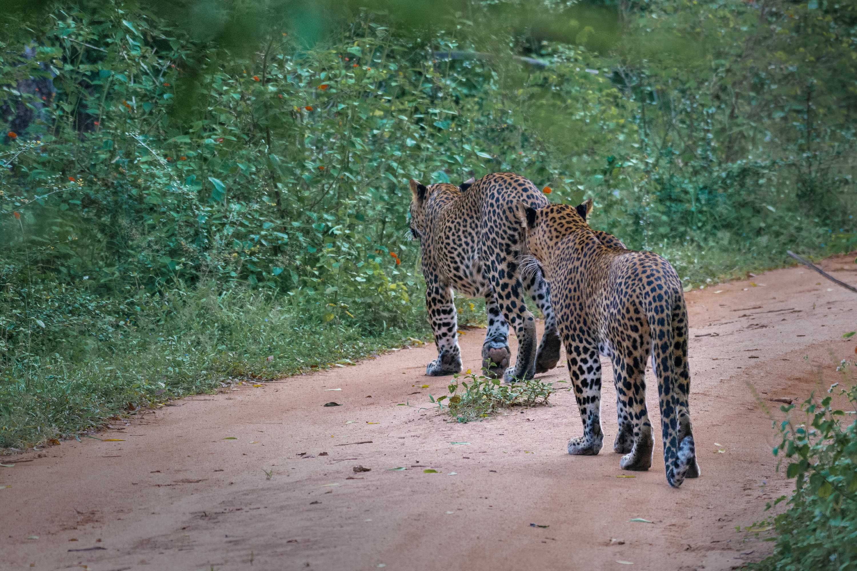 Gift card for Funky Leopard Safari Lodge Bordering Yala National Park - Hostel Gift card for Funky Leopard Safari Lodge Bordering Yala National Park - Hostel