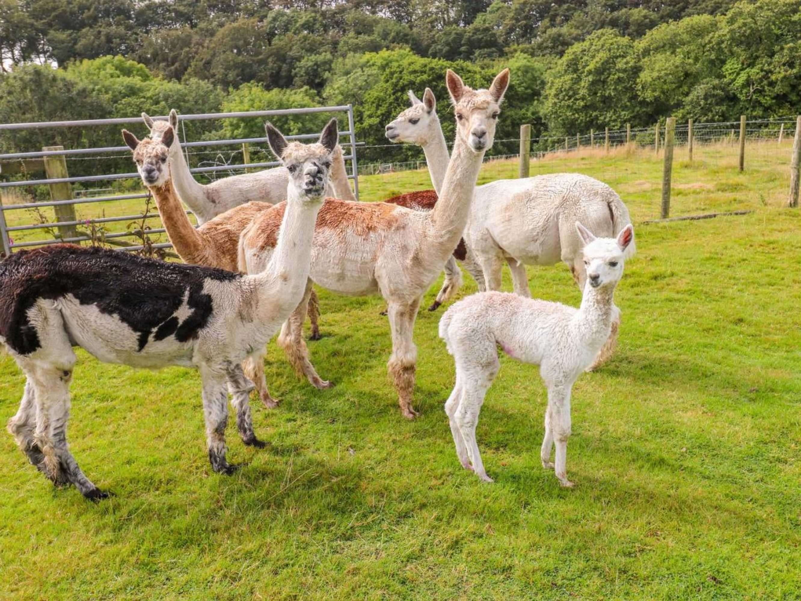 Gift card for The Lodge