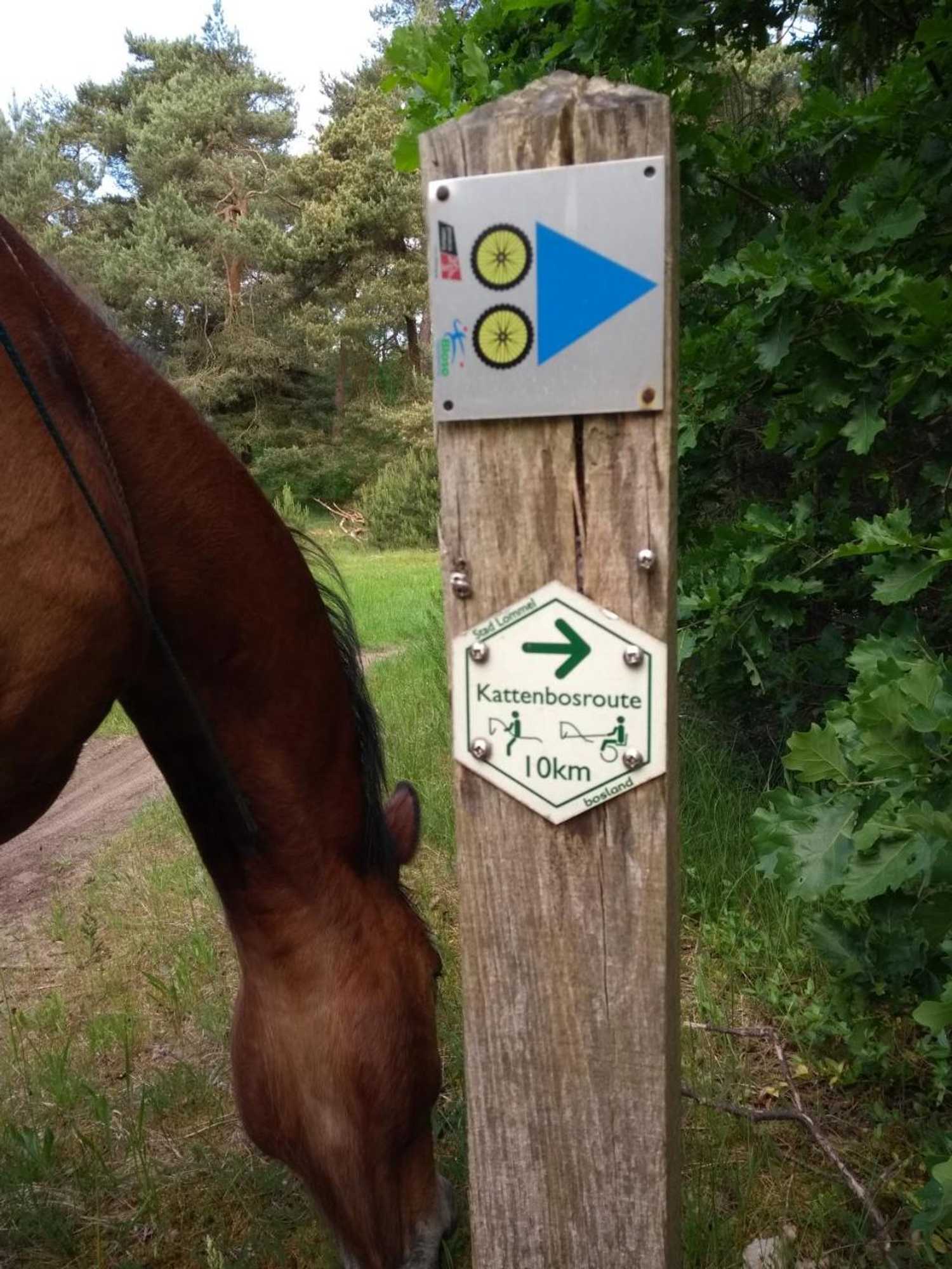 Gift card for B&b Dream On Wheels