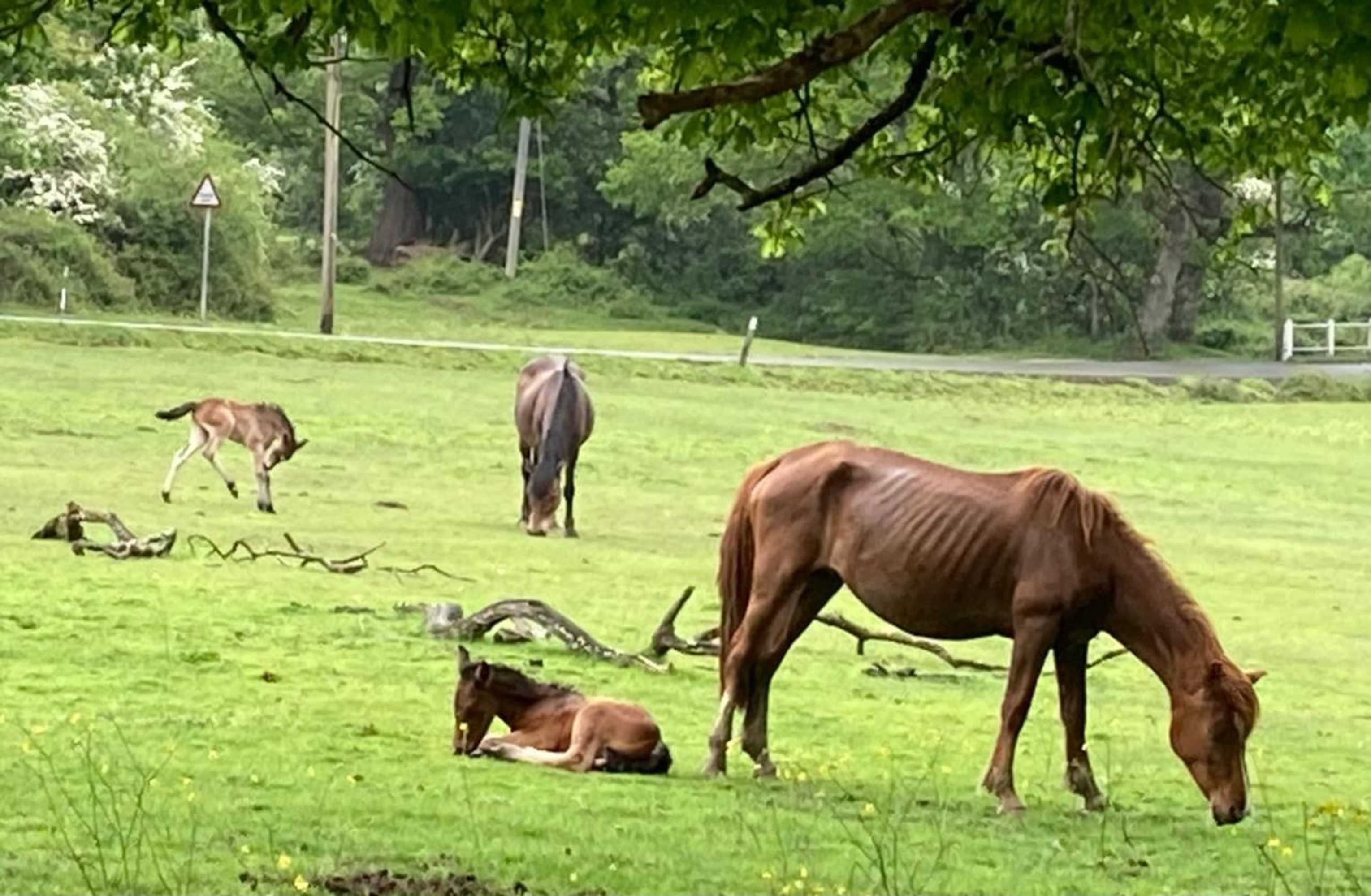 Gift card for Longwood Forest Apartment