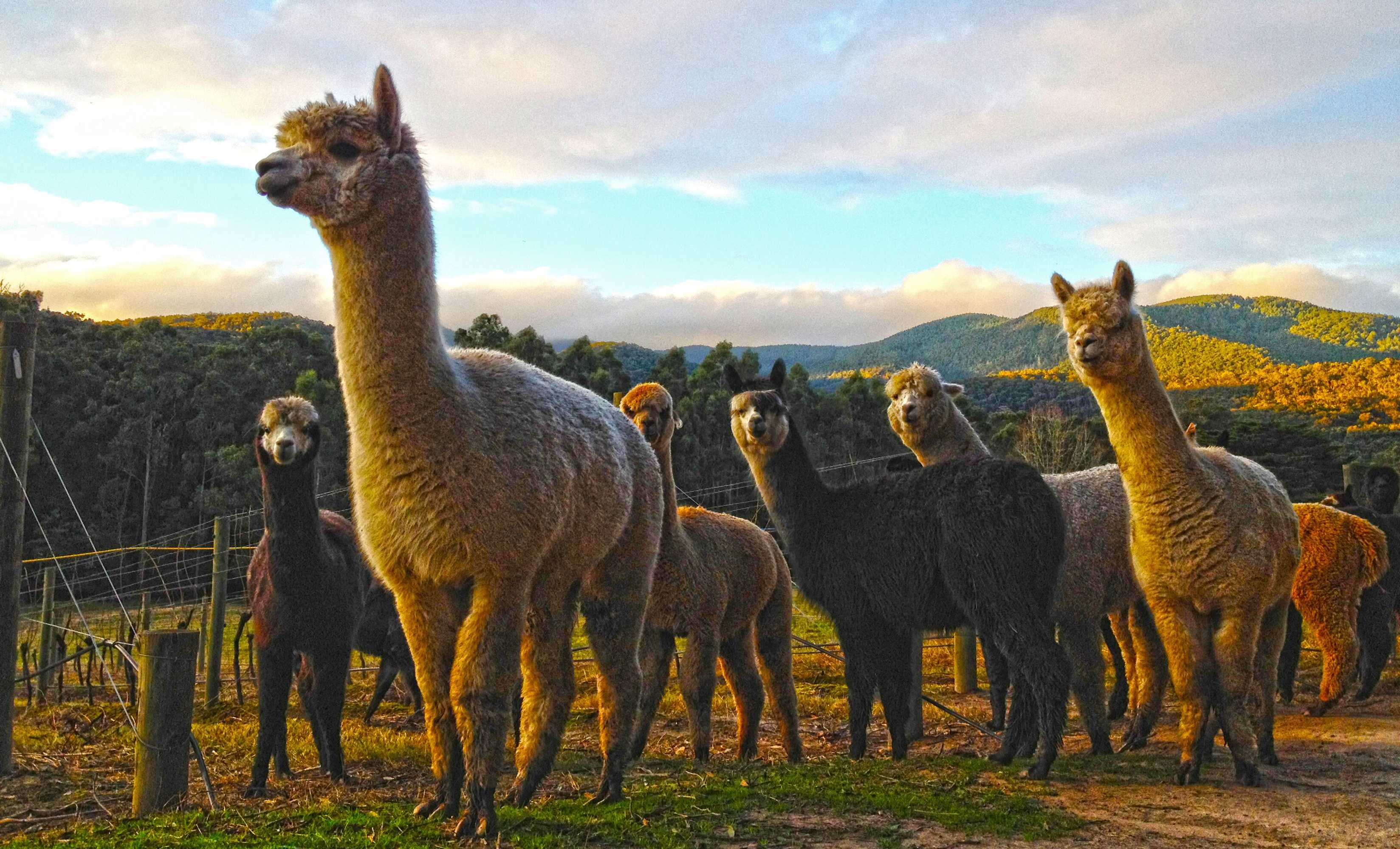 Gift card for Valley Farm Vineyard Villas