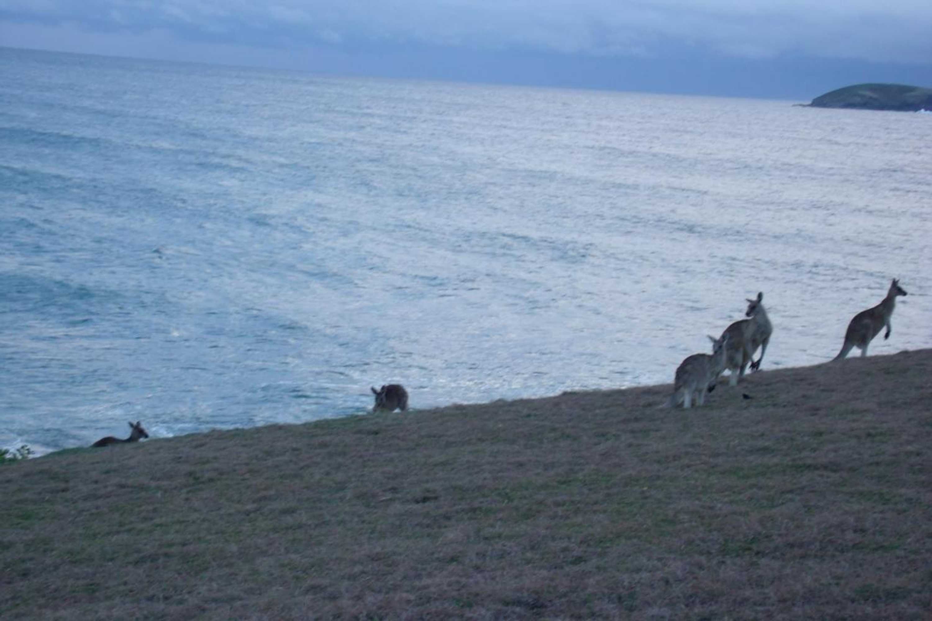 Gift card for Emerald Tropical Palms B & B Gift card for Emerald Tropical Palms B & B