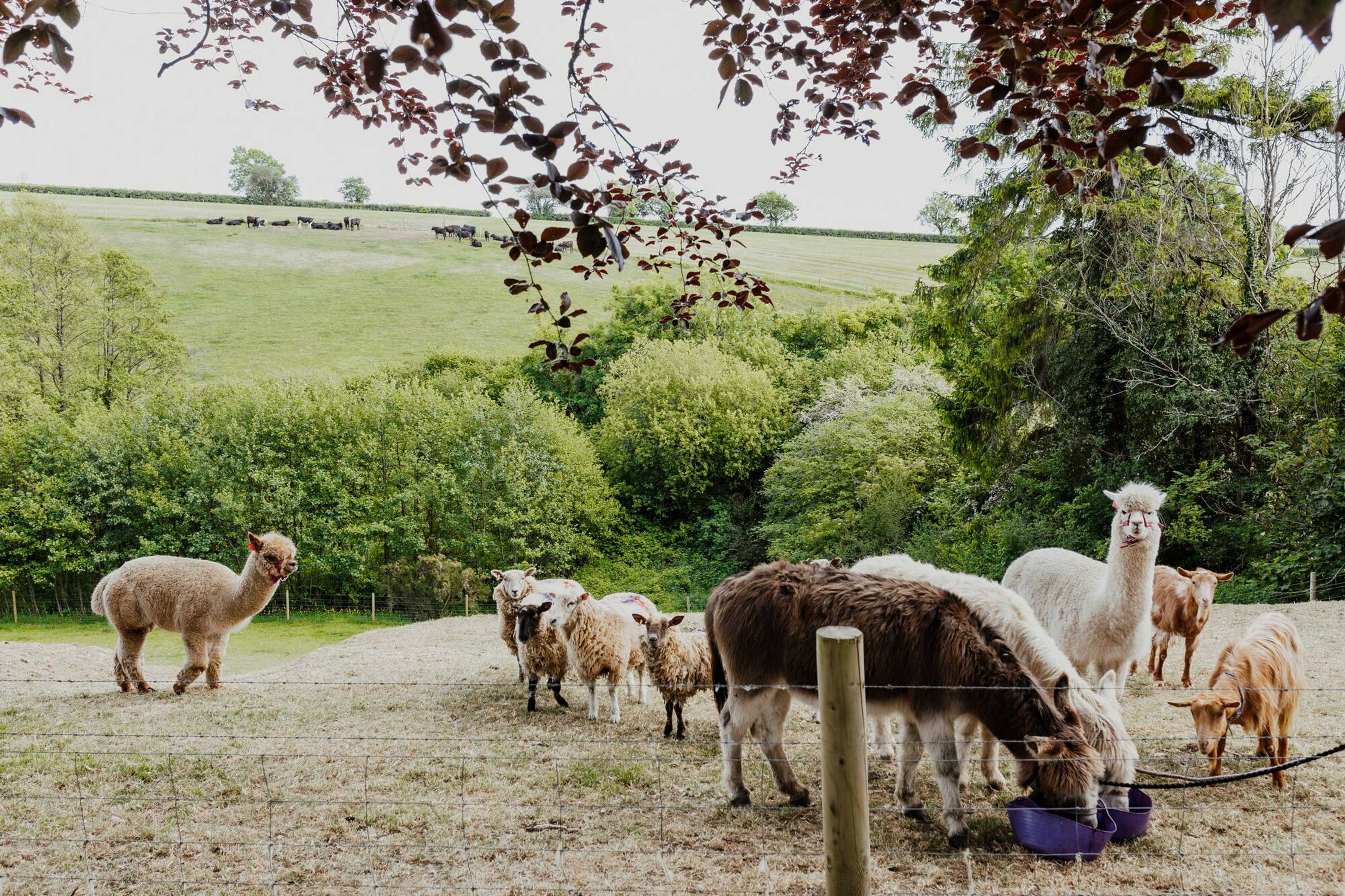 Gift card for Smeaton Farm Gift card for Smeaton Farm