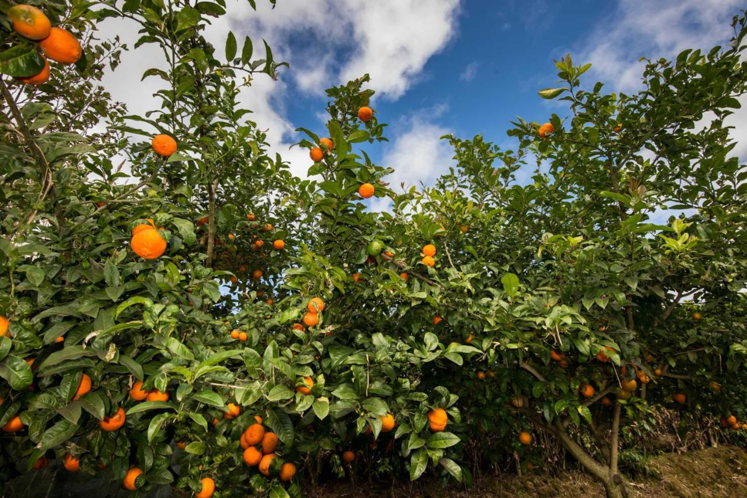 Gift card for Quinta Dos Curubas