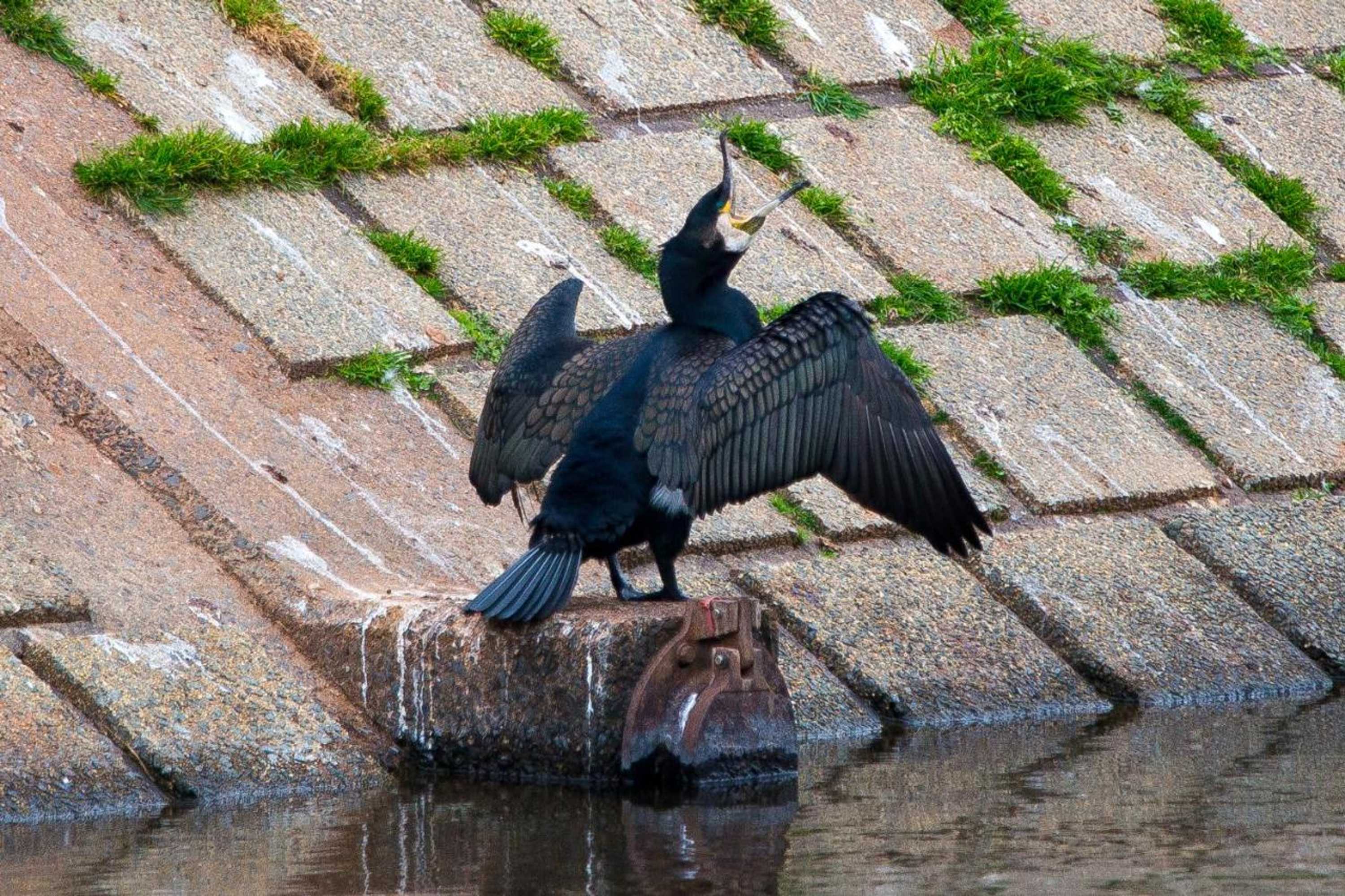 Gift card for Bridge Guest House