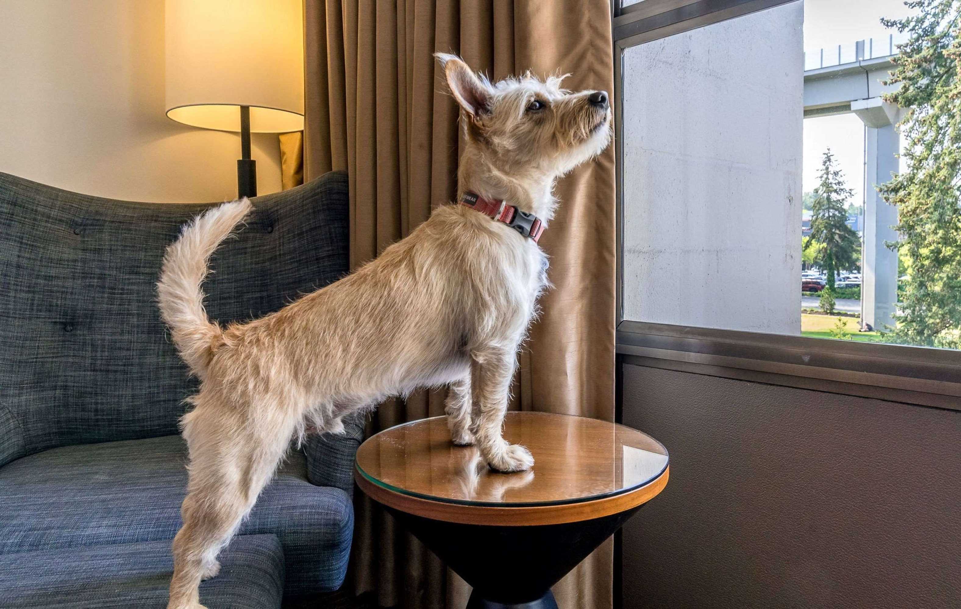 Gift card for Hotel 116, A Coast Hotel Bellevue