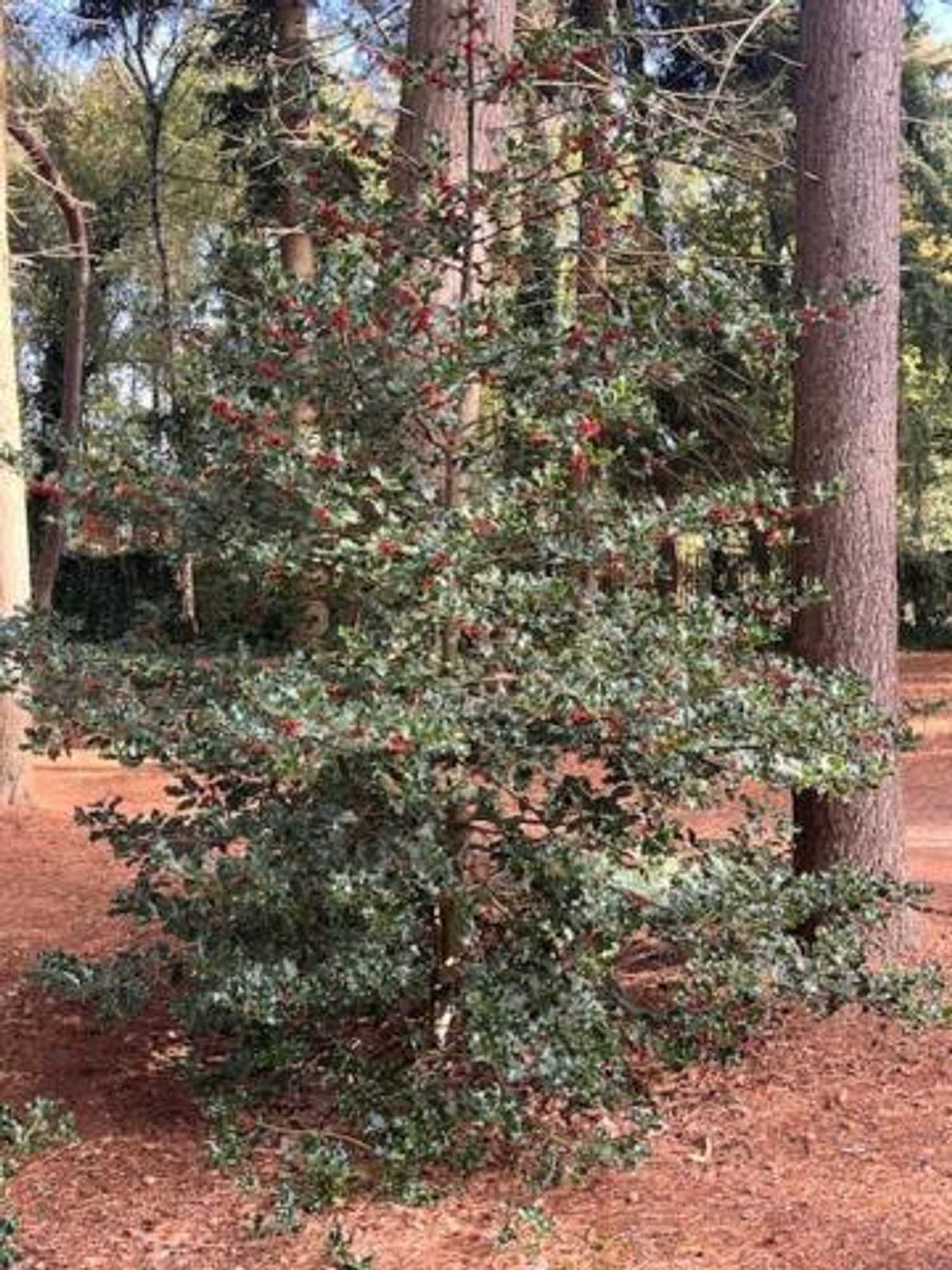 Gift card for Landgoed Isvw