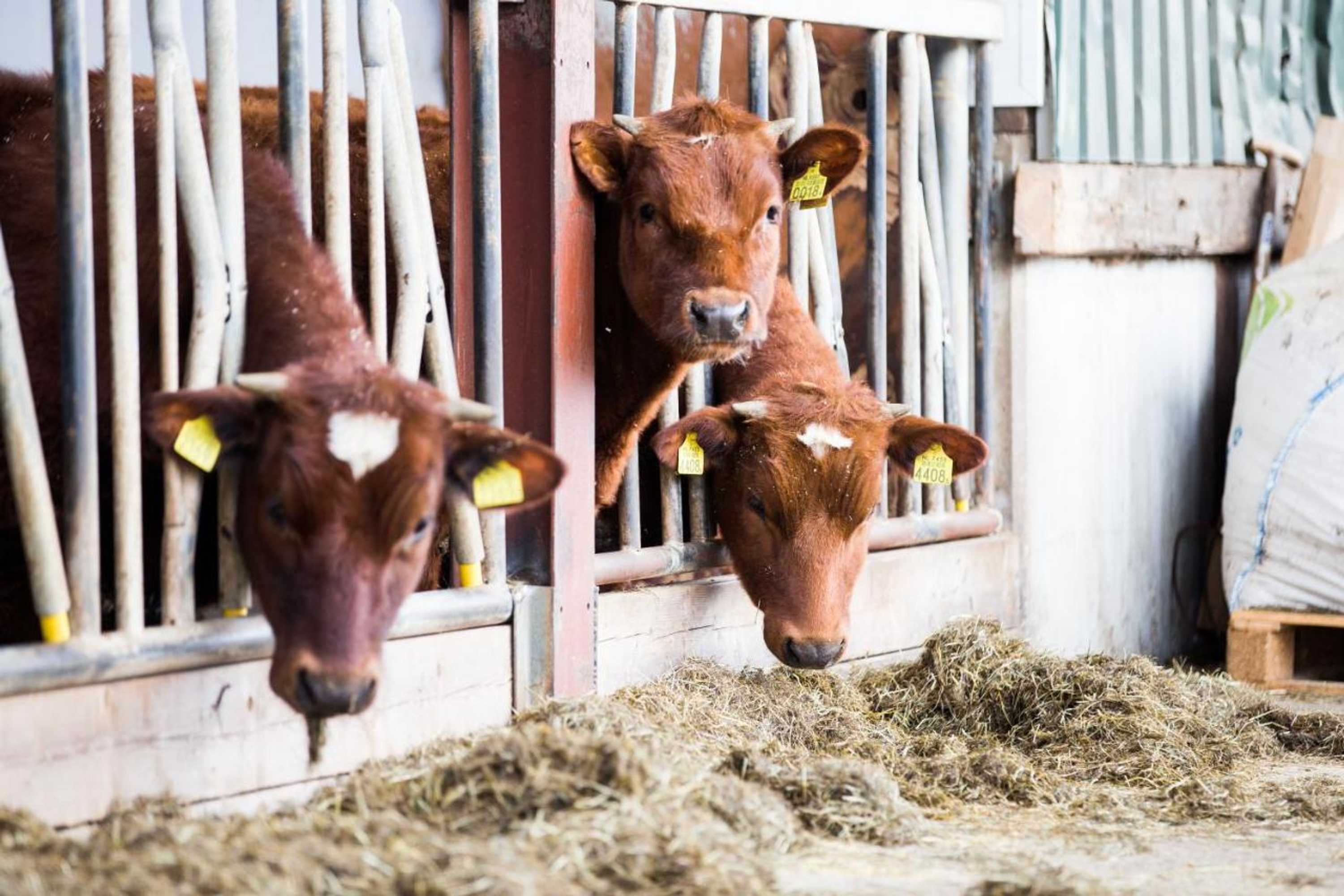 Gift card for B&b In Ons Straatje