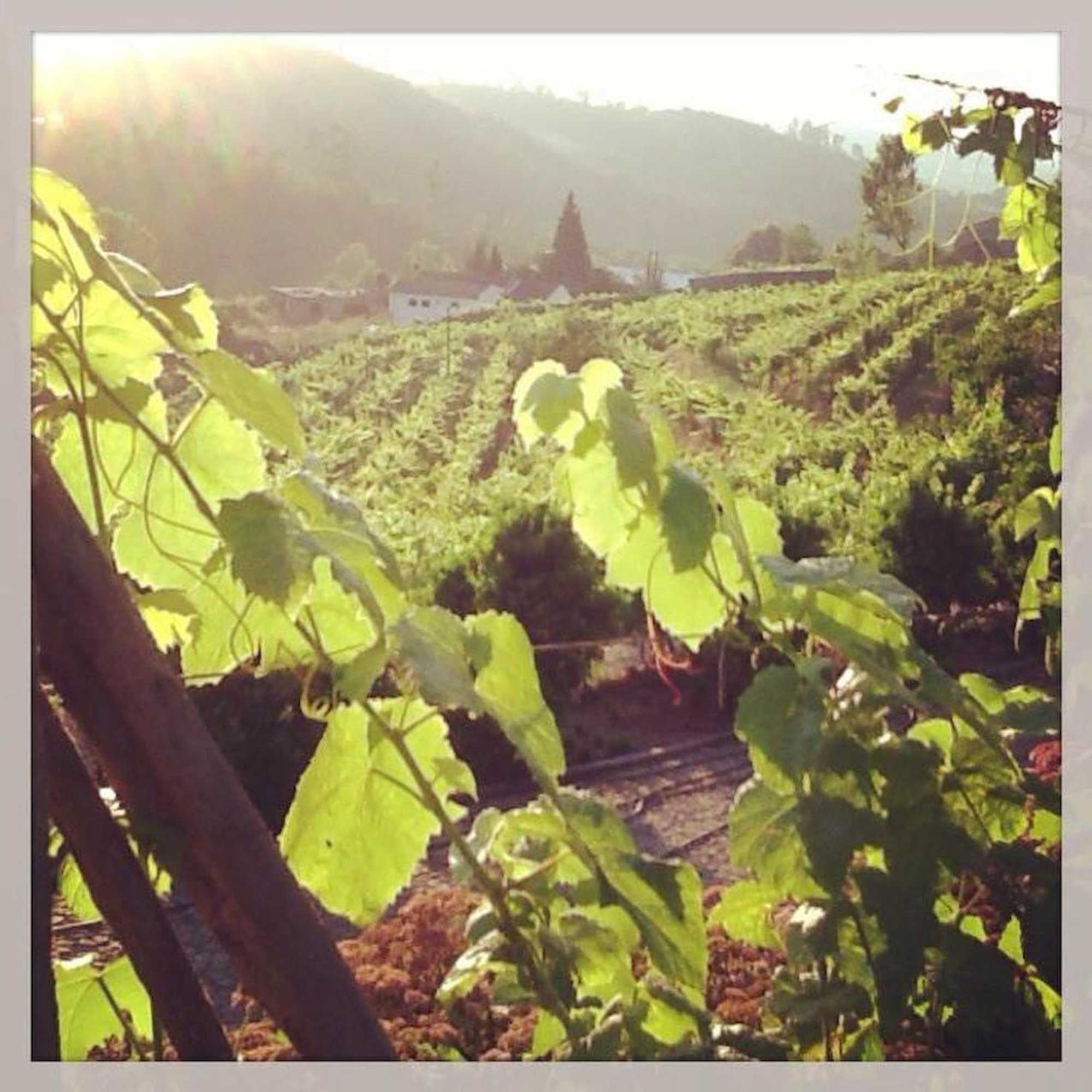 Gift card for Quinta Da Longra