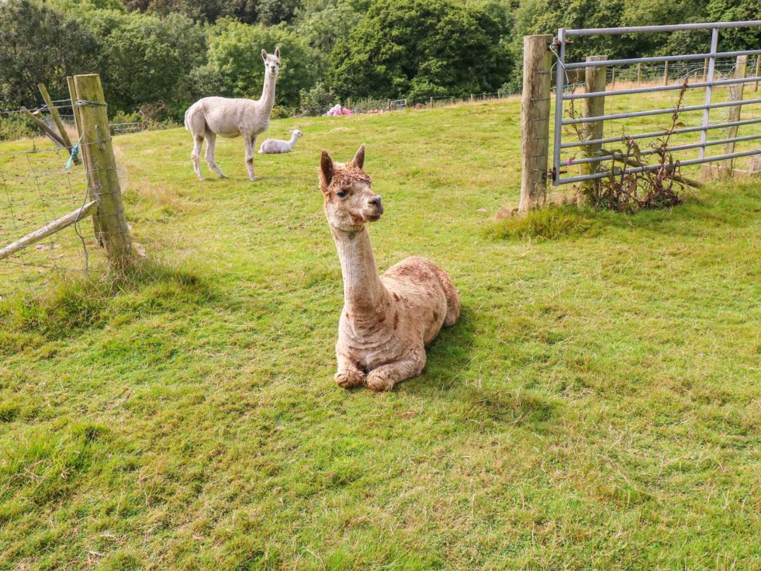 Gift card for Shepherds Hut - The Crook