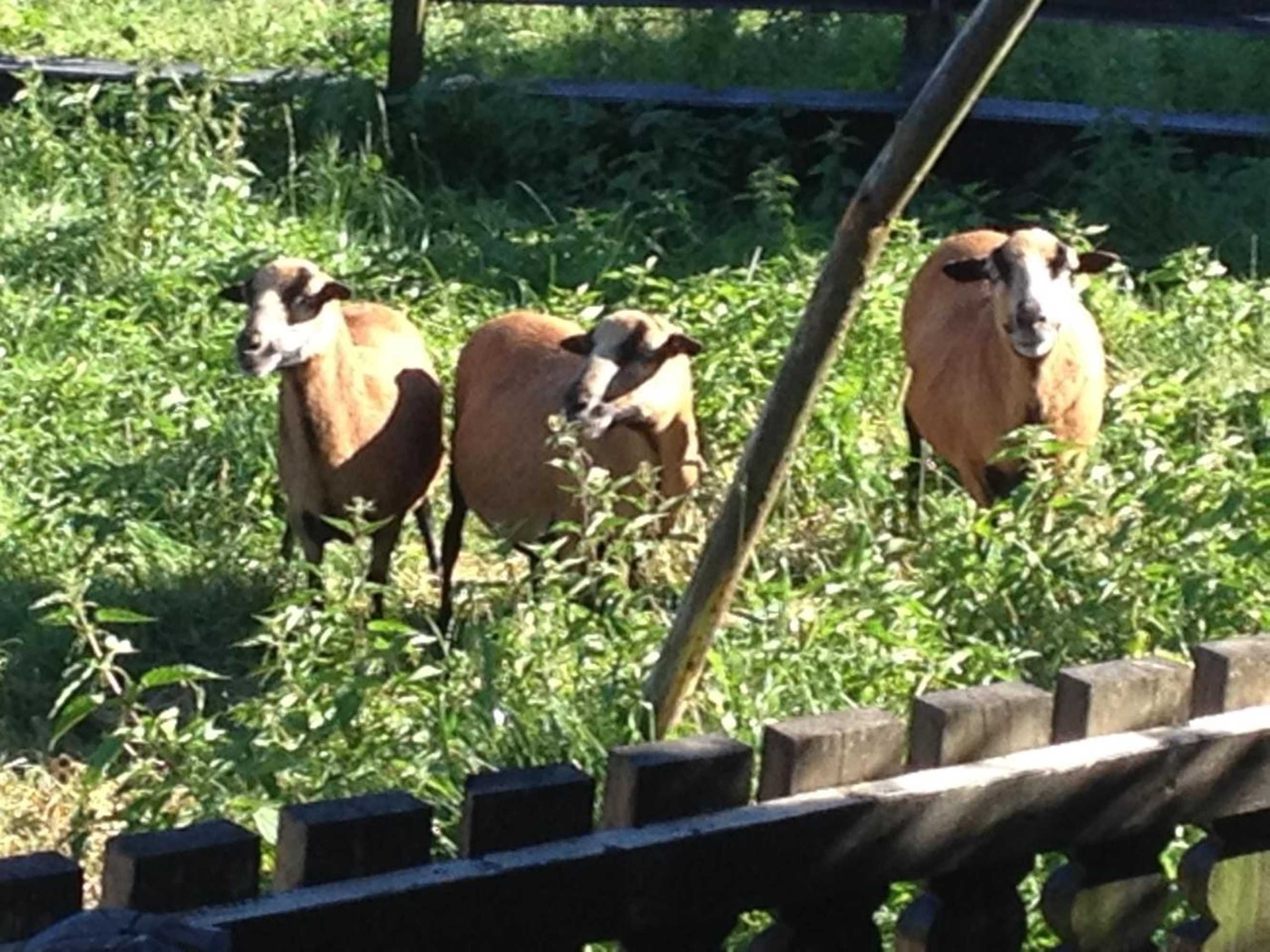 Gift card for Ferienwohnung Wolf