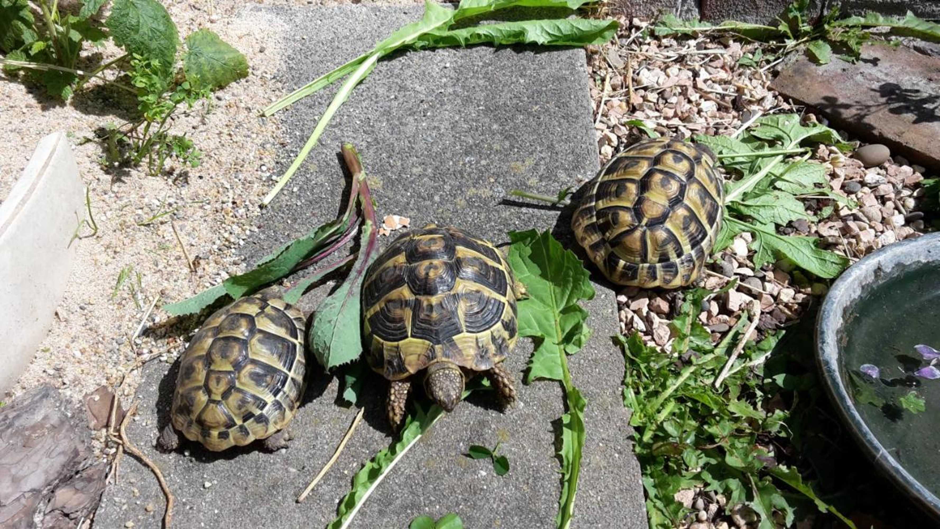 Gift card for Casa Nostra