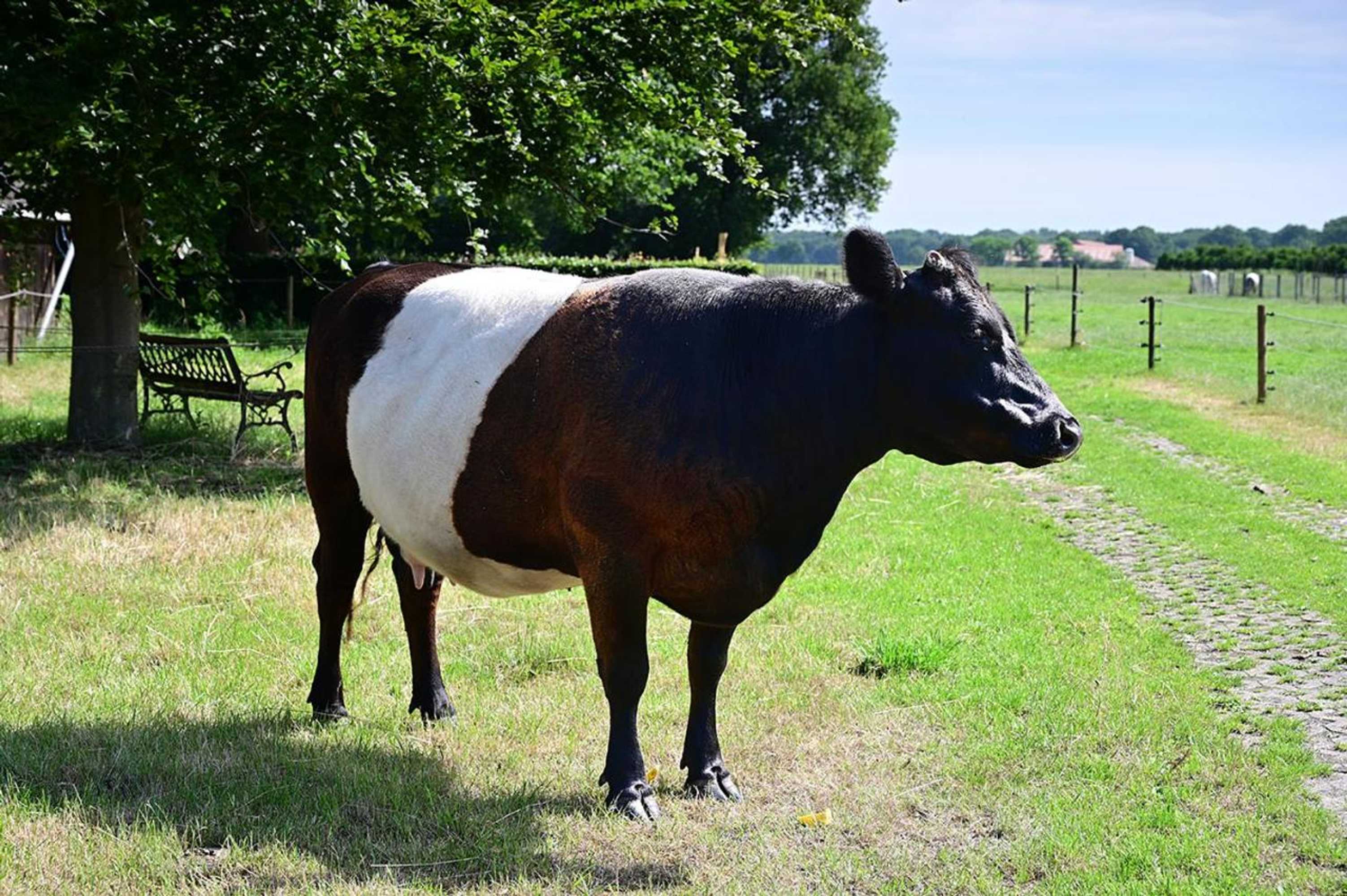 Gift card for De Lakenvelder B&b Eersel