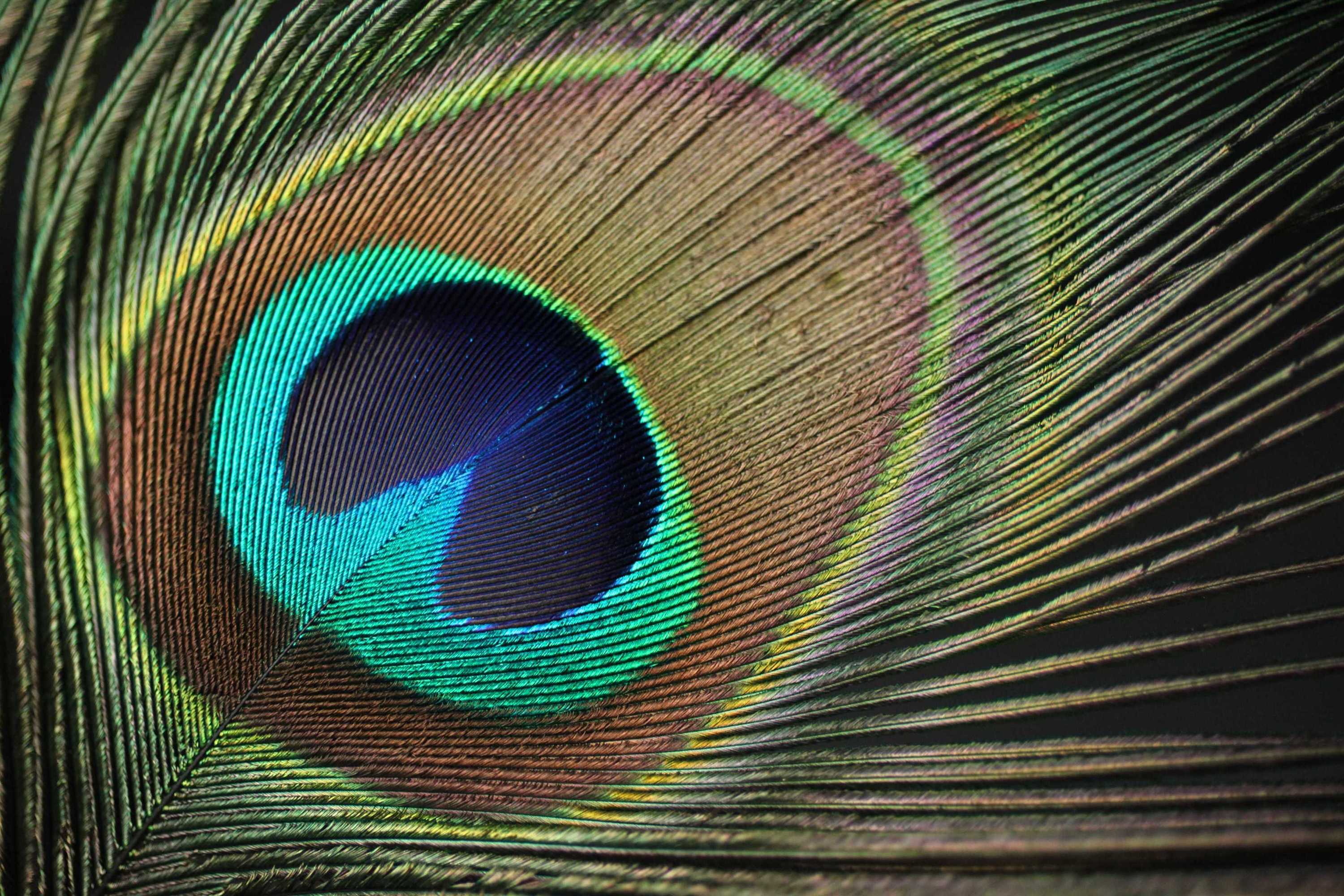 Gift card for Brijuni Rooms Karmen