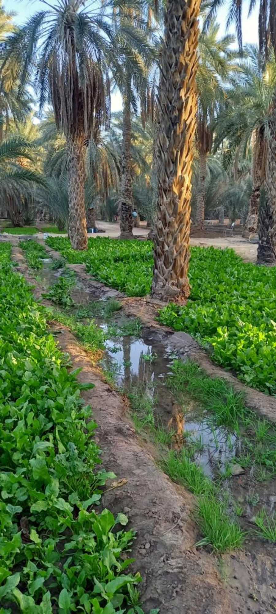 Gift card for Maison D'hôtes Villa Fatima