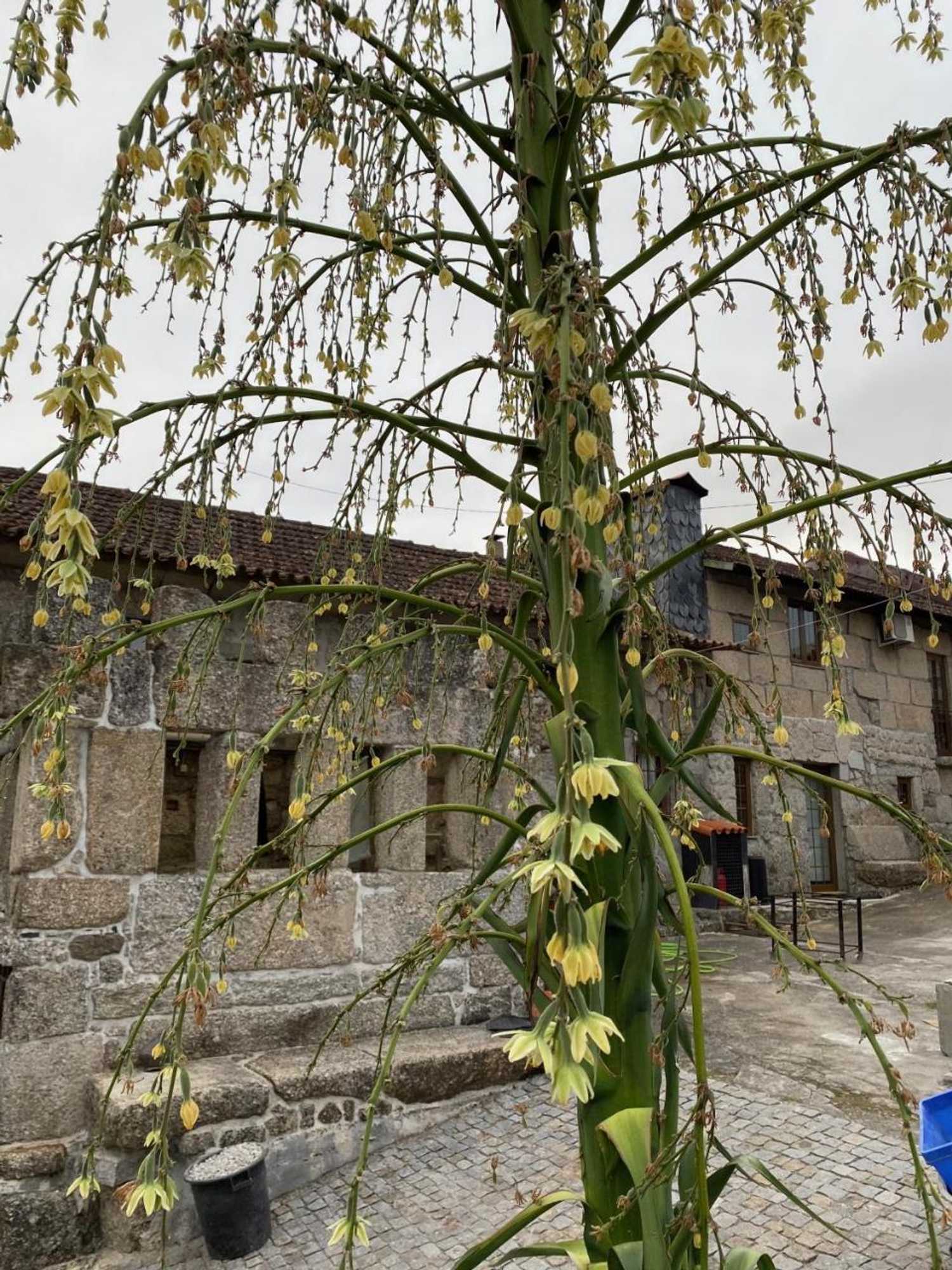 Gift card for Havan House