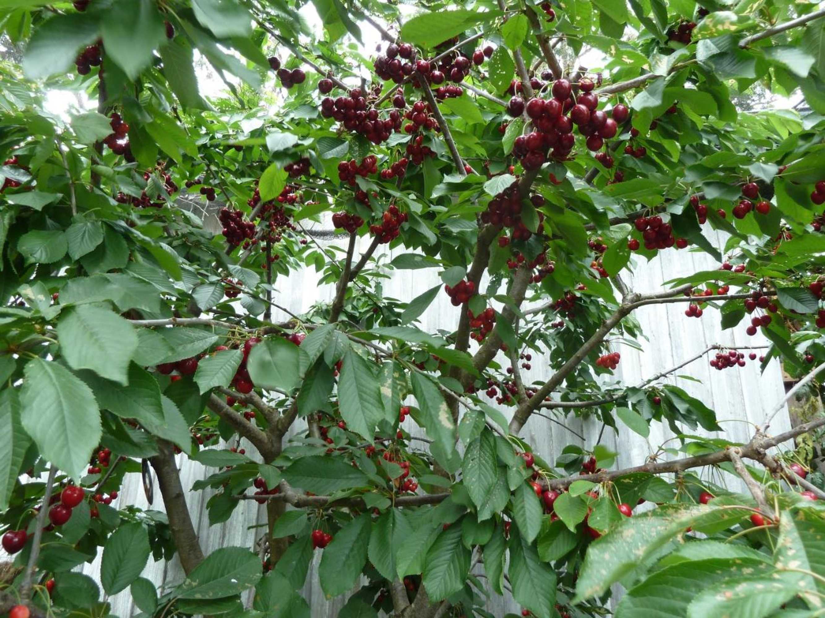 Gift card for Oyster Shack