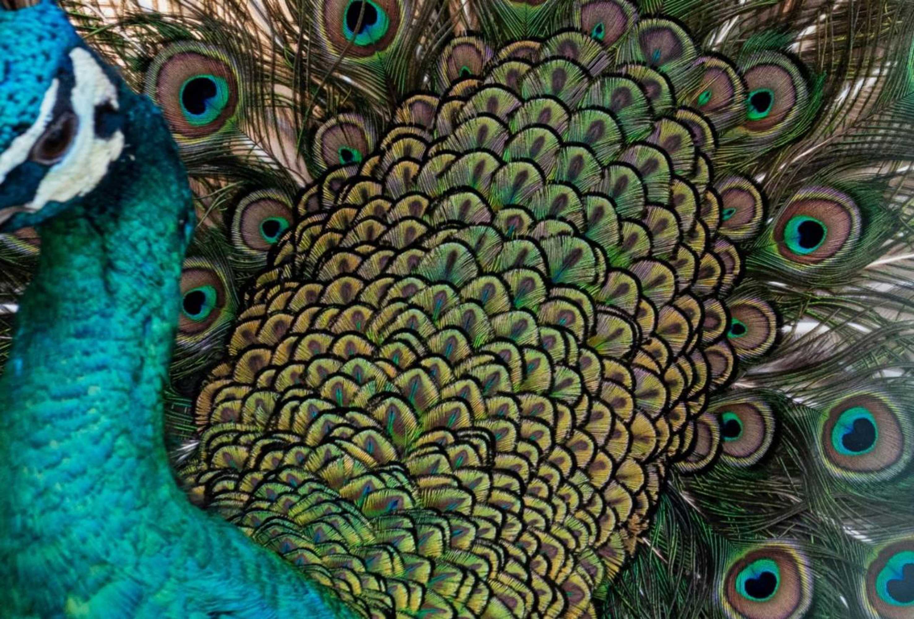 Gift card for Quinta da Tapada