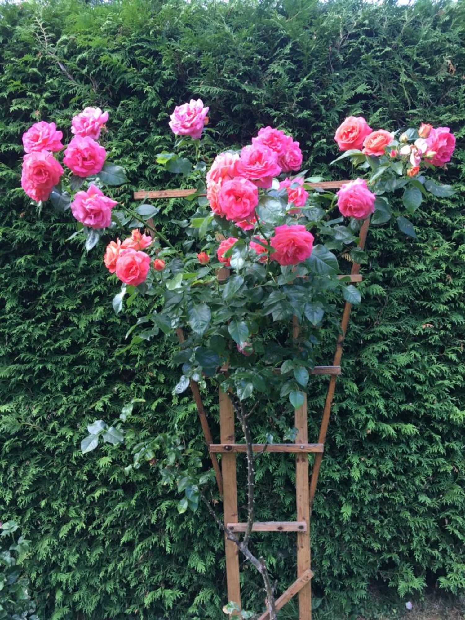 Gift card for Pension Roklan