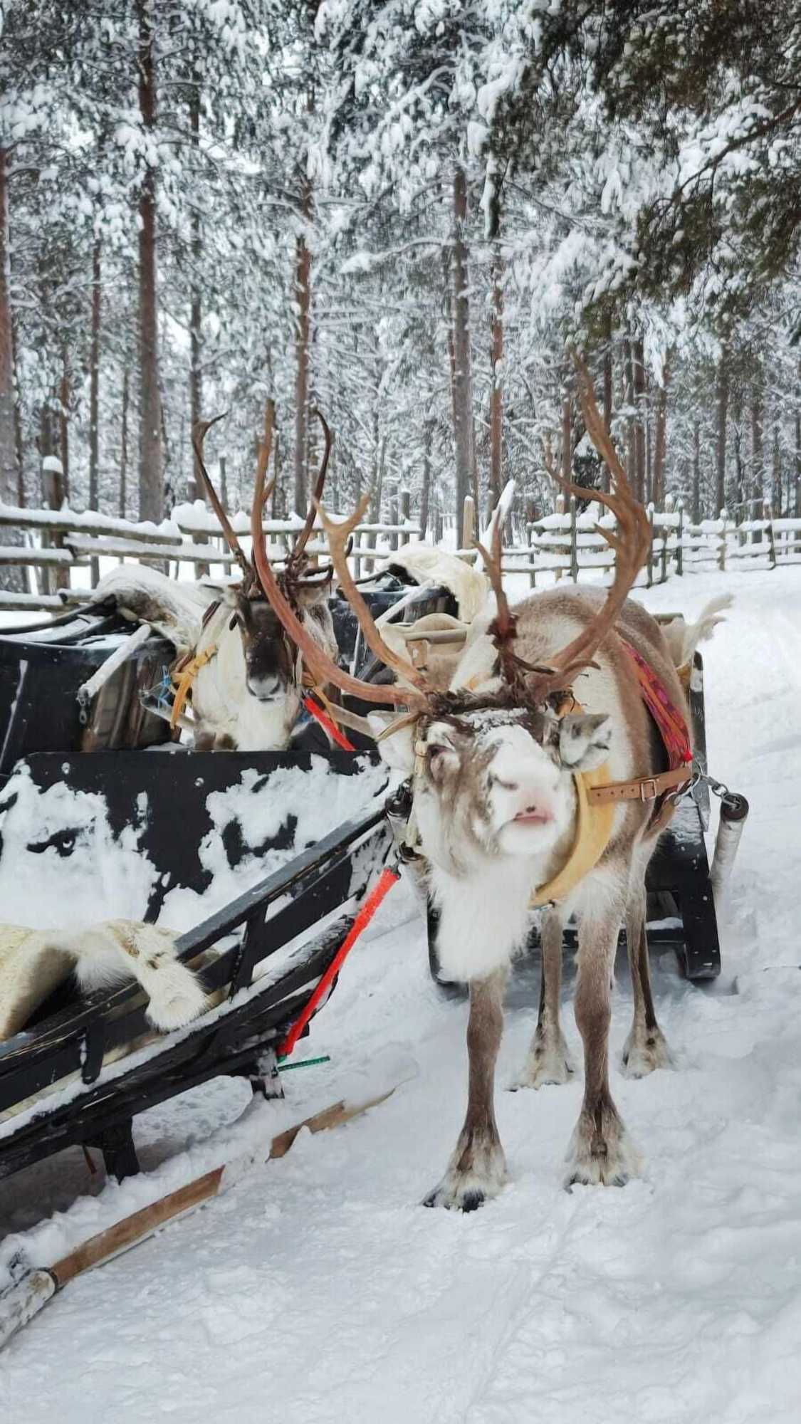 Gift card for Reindeer Manor Levi