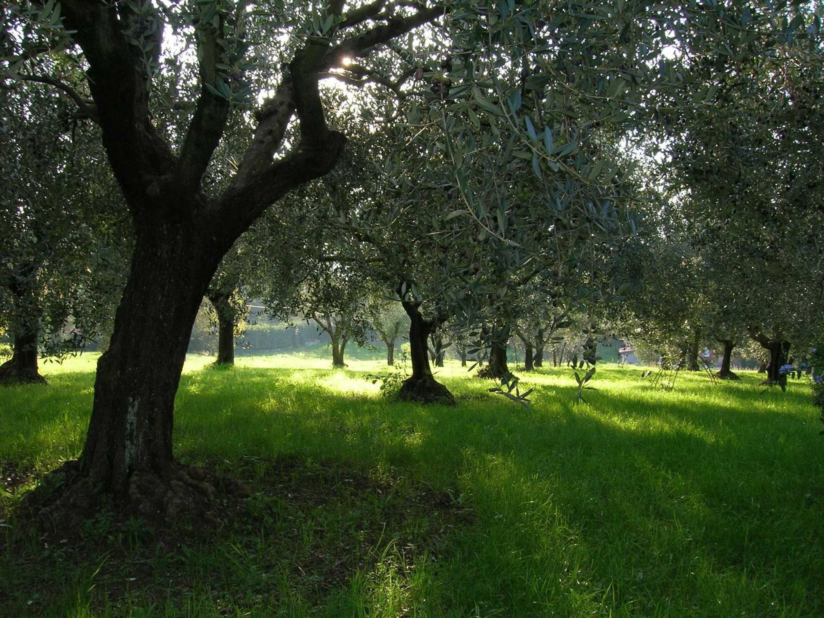 Gift card for Olive Tree Hill Gift card for Olive Tree Hill