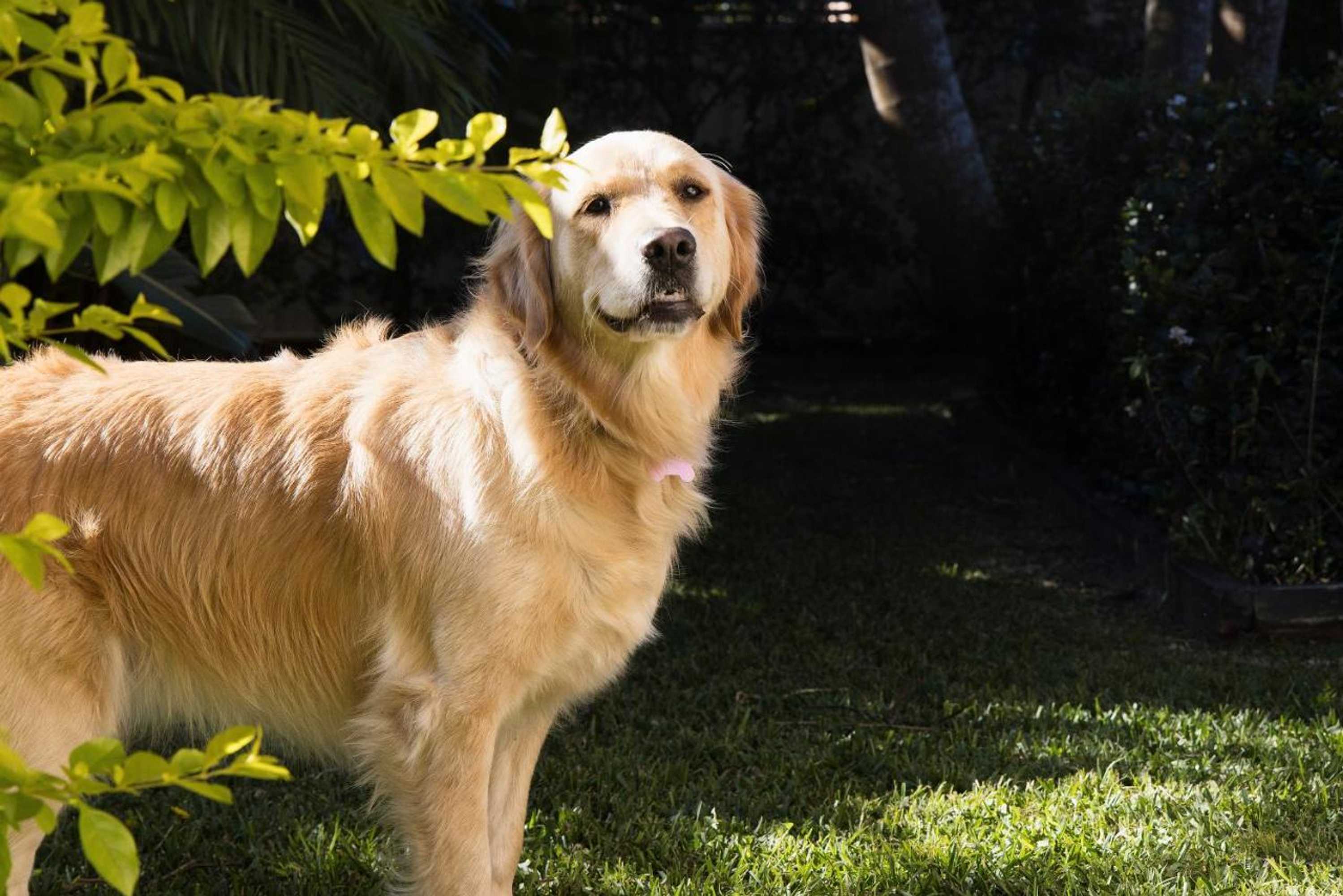 Gift card for Pawprints, 123 Bagnalls Beach Road