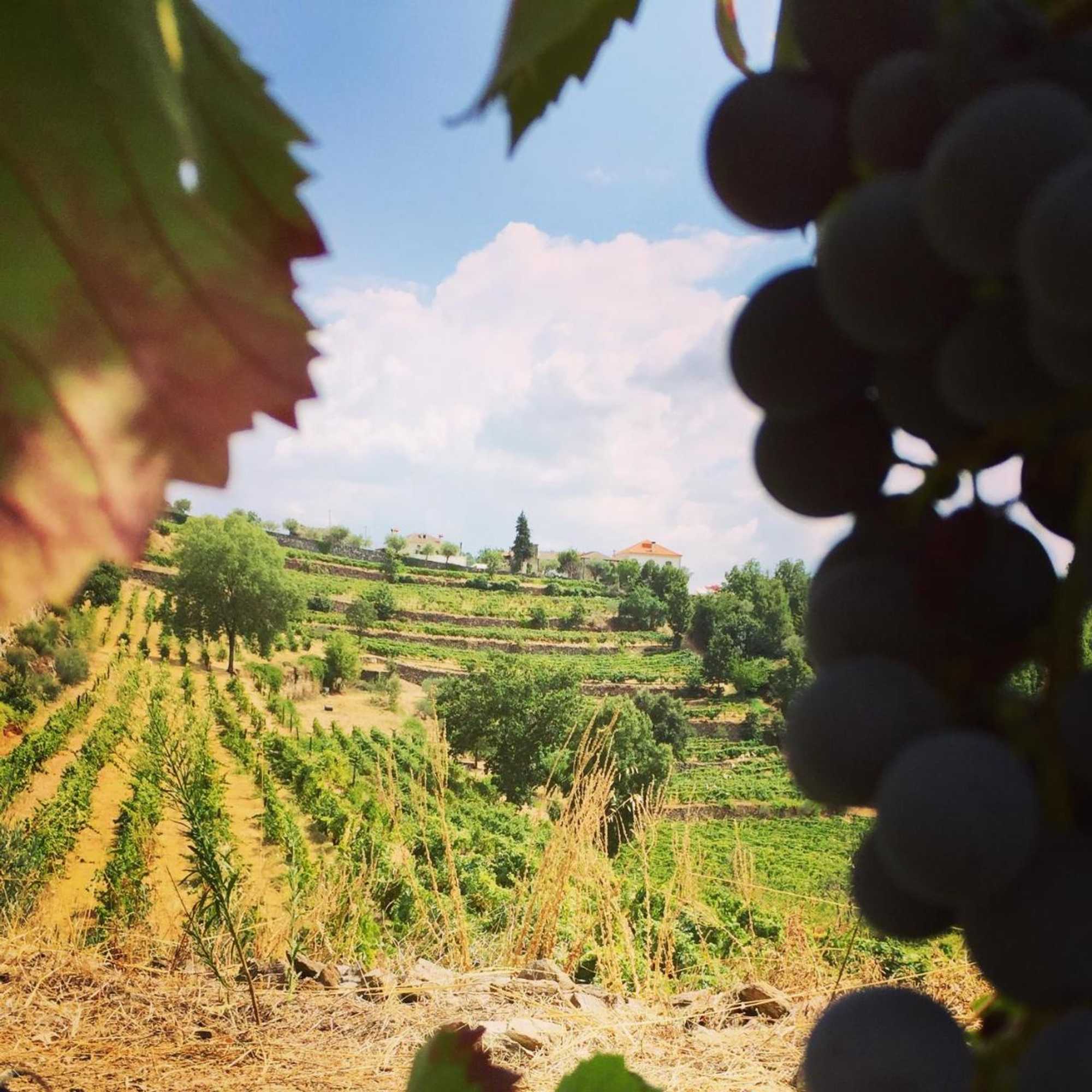 Gift card for Quinta de Fiães