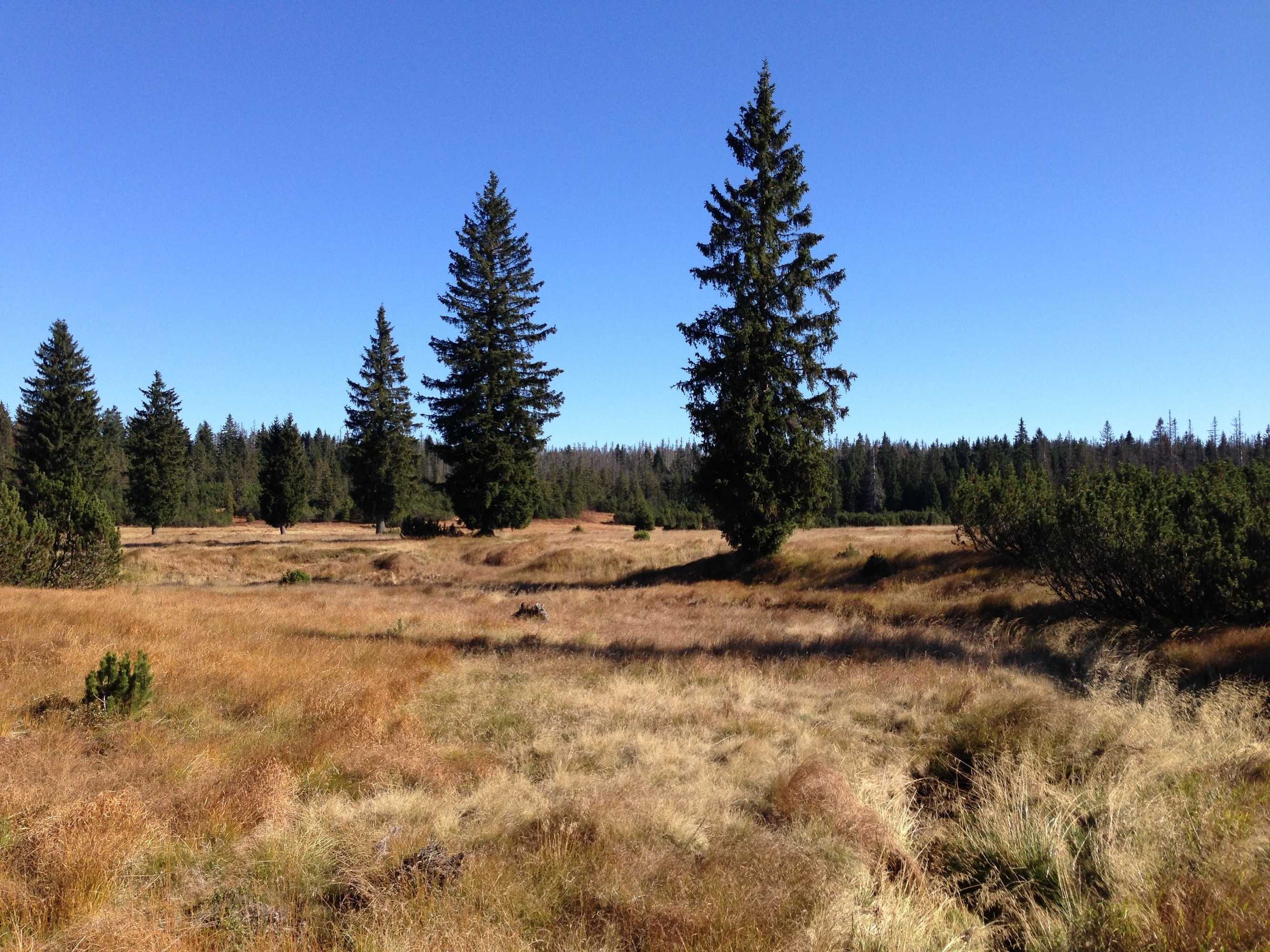 Gift card for Fewo Waldheimat