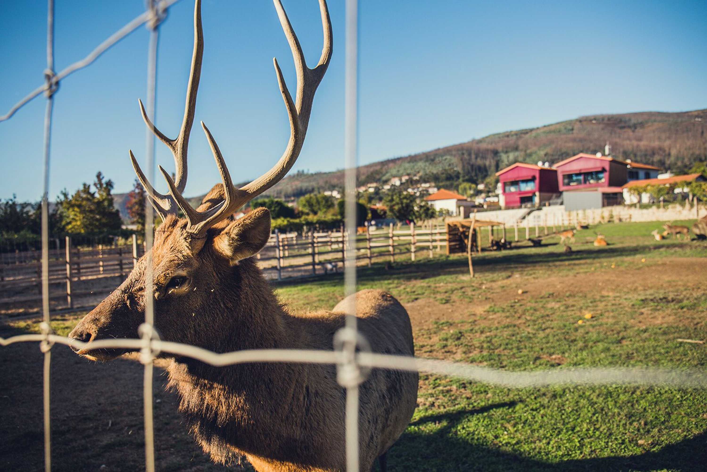 Gift card for Quintãs Farm Houses