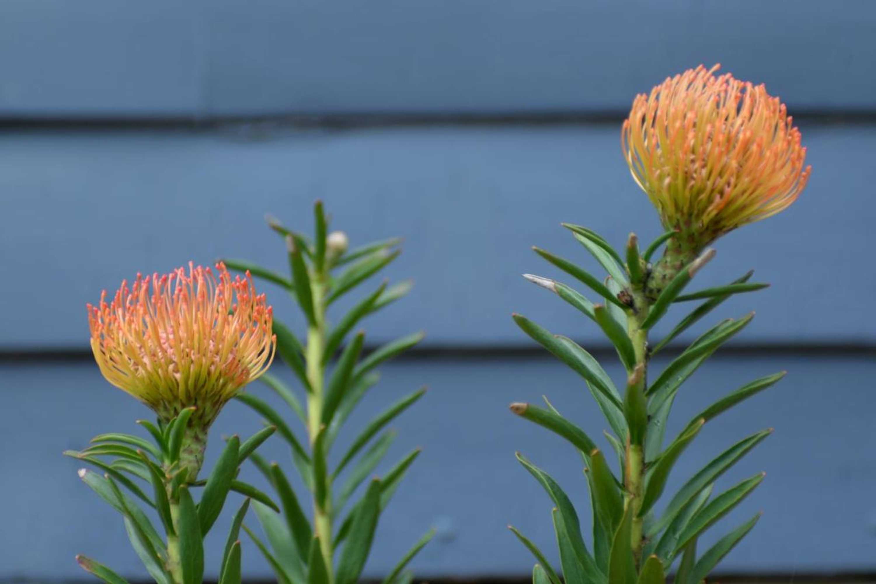 Gift card for Poets Cottage Fireplace Spa Bath Scenic Treks Pet Friendly