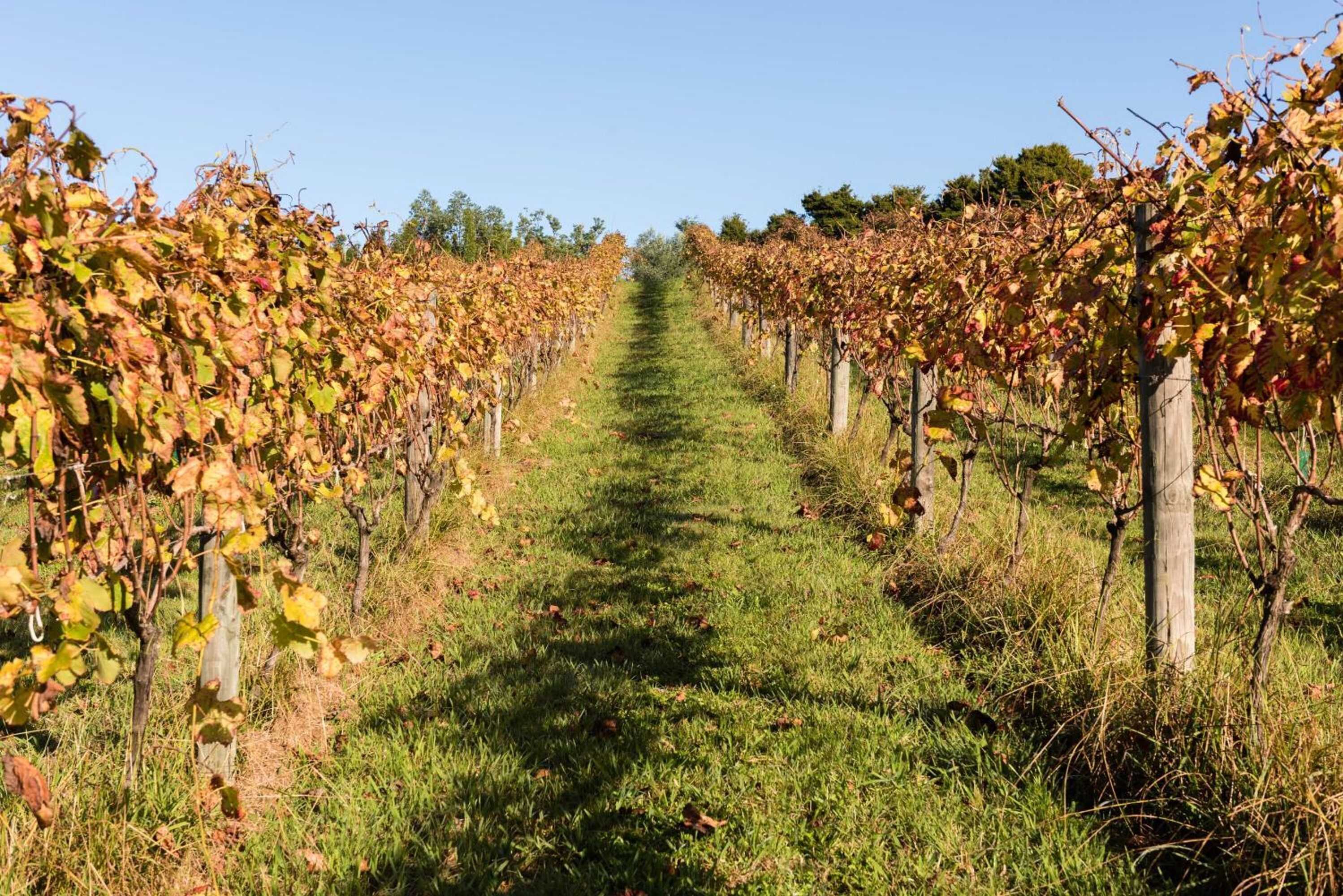 Gift card for Puketotara Lodge