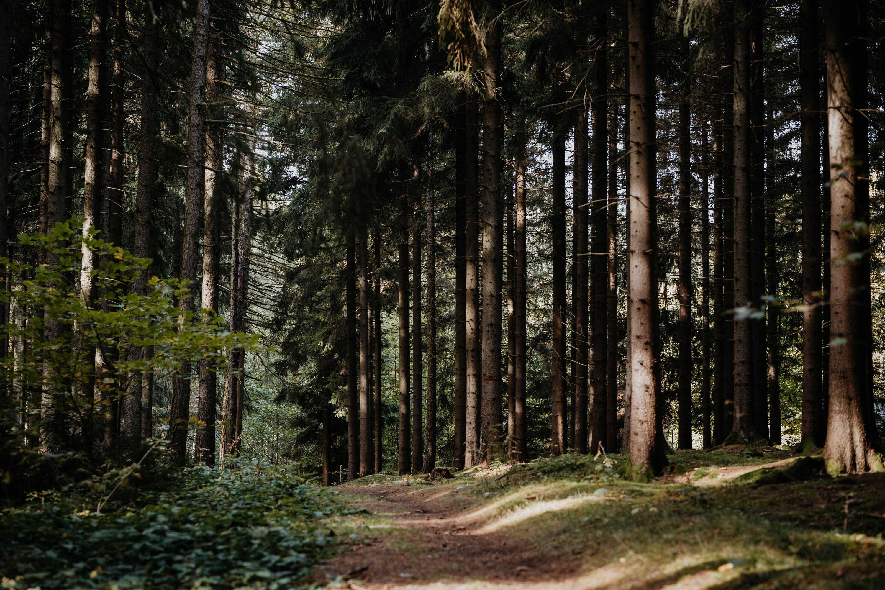 Gift card for Sonnenhotel Hoher Hahn