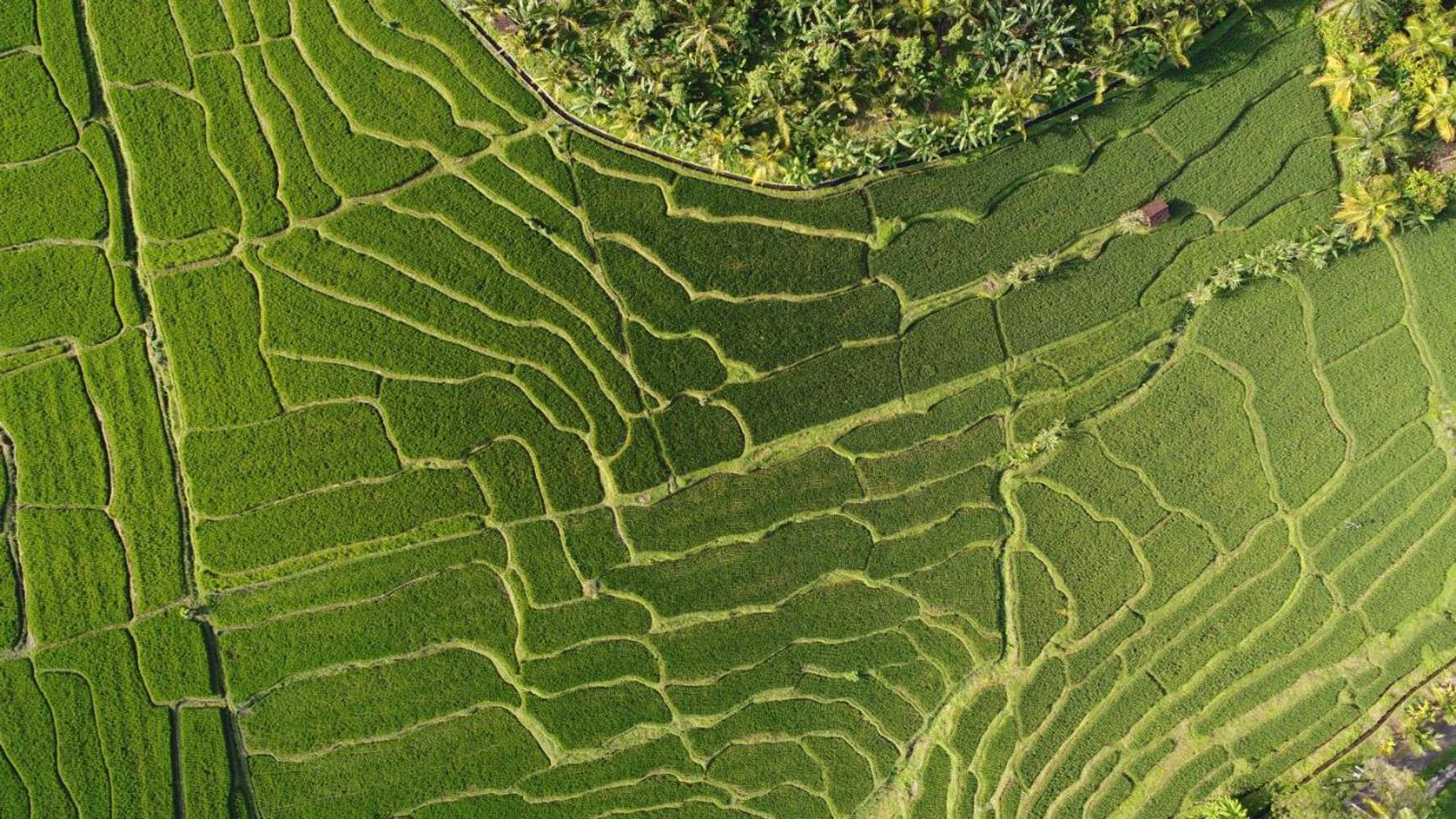 Gift card for Medewi Secret Surfcamp