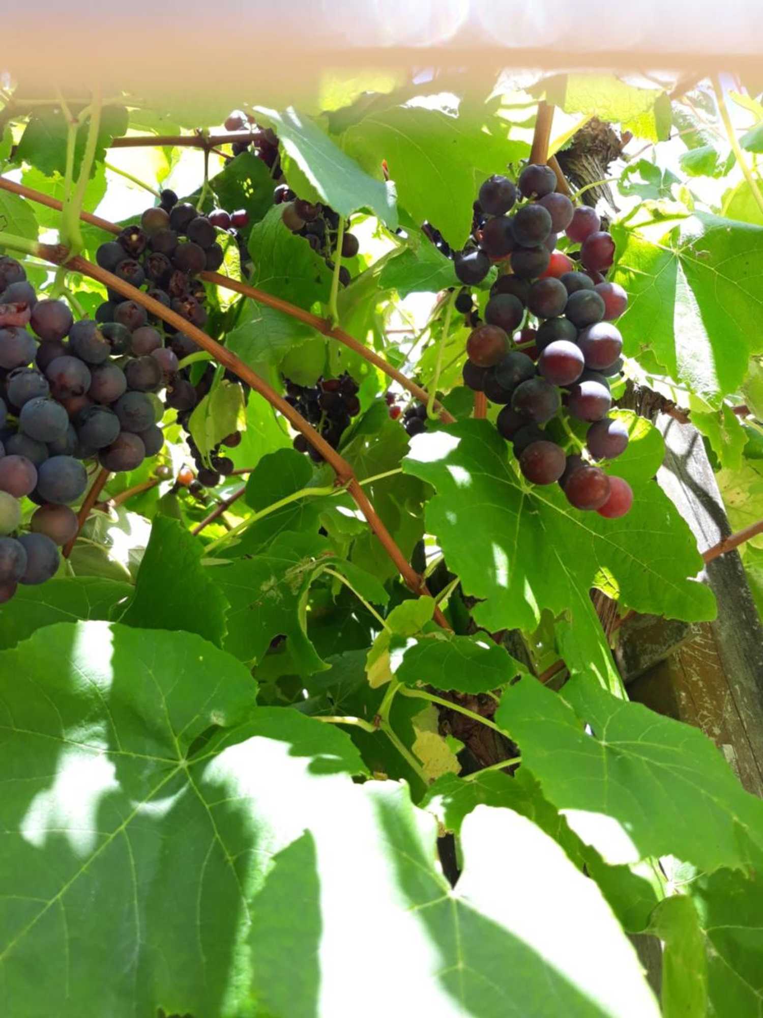 Gift card for Rural Palms