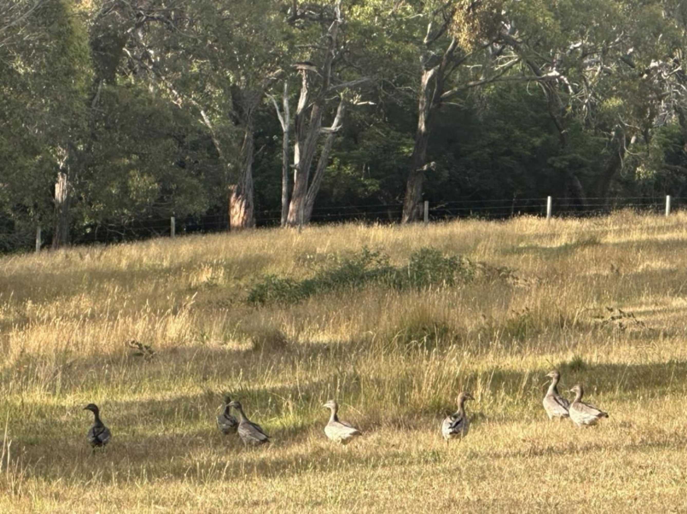 Gift card for Red Hill Ridge