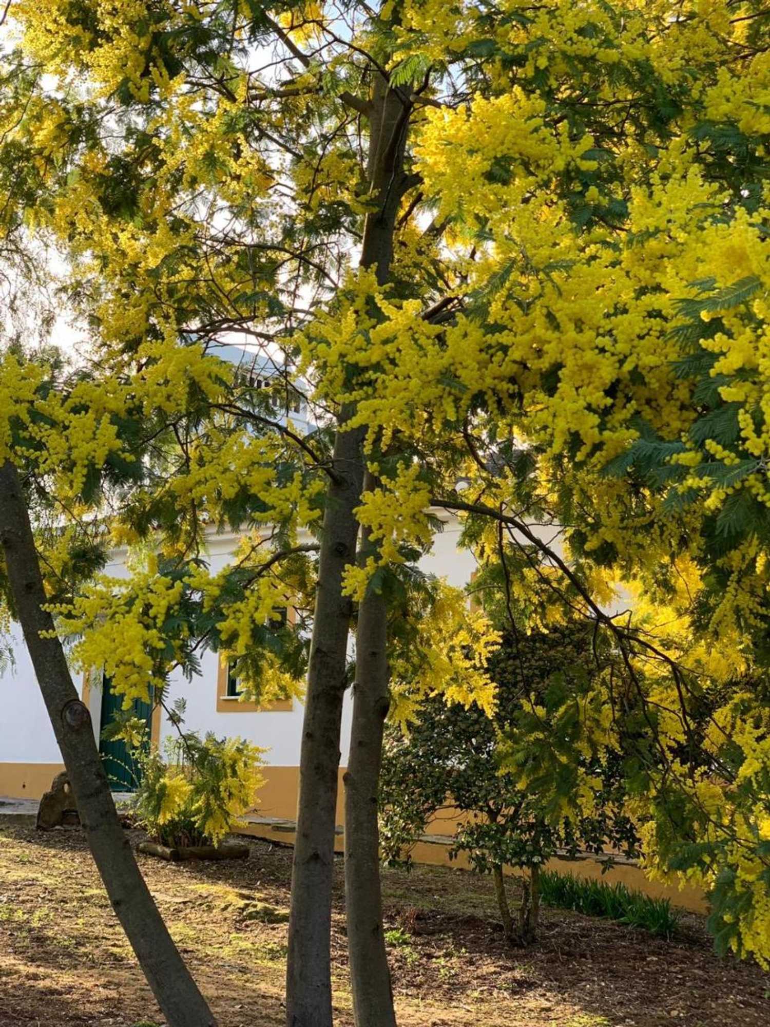 Gift card for Monte Papa Toucinho