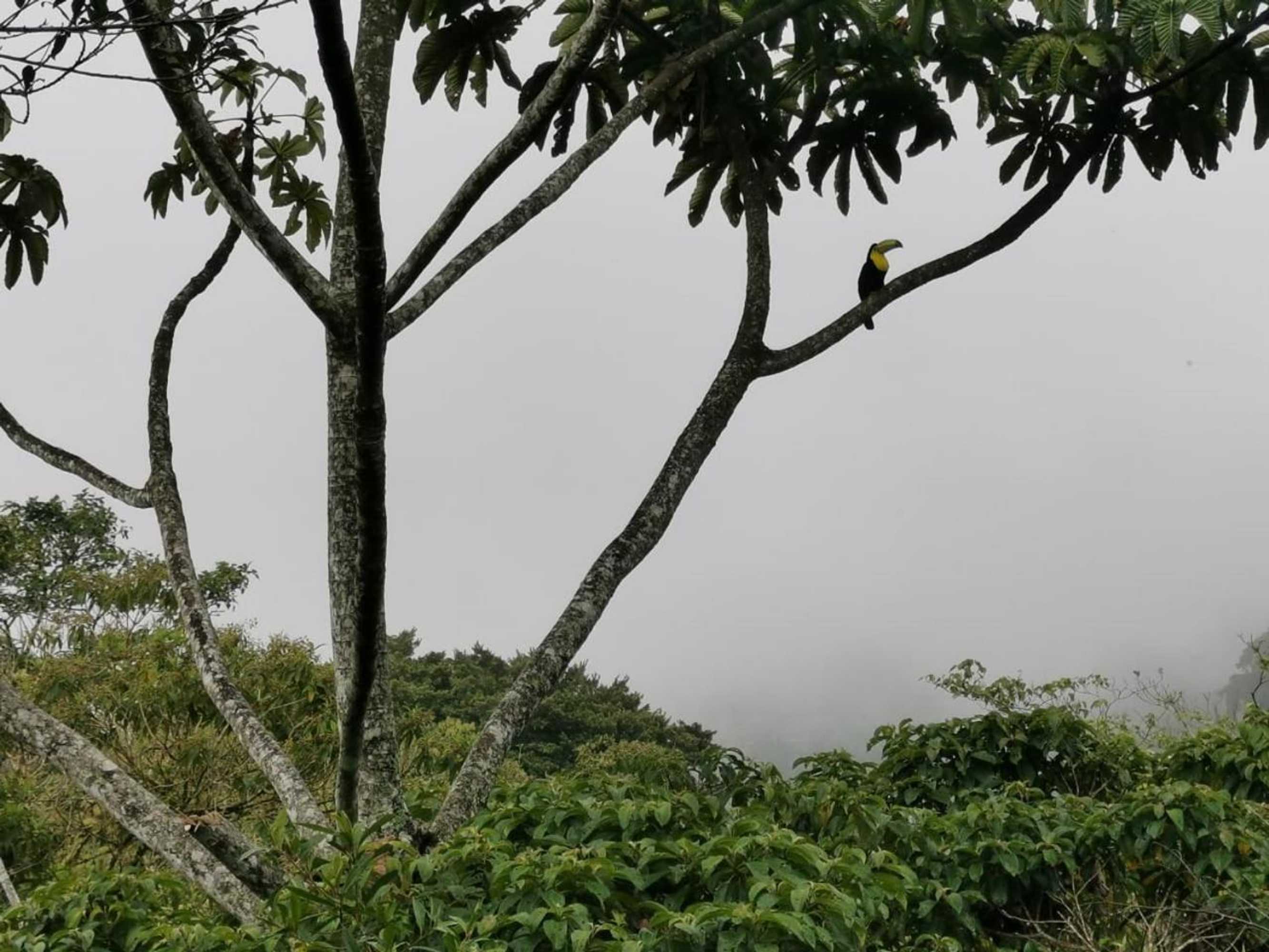 Gift card for Cabañas el Bosque Gift card for Cabañas el Bosque