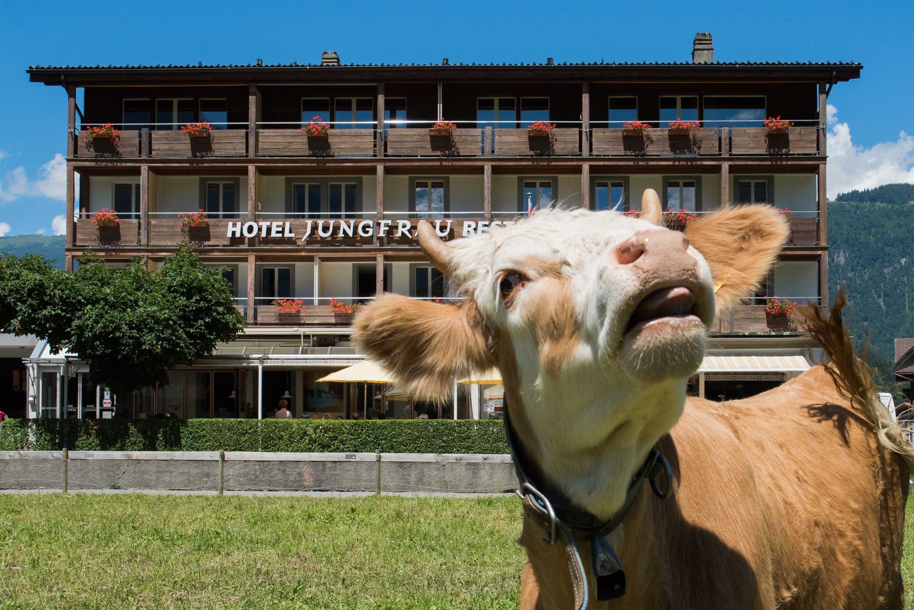 Gift card for Jungfrau Hotel Gift card for Jungfrau Hotel