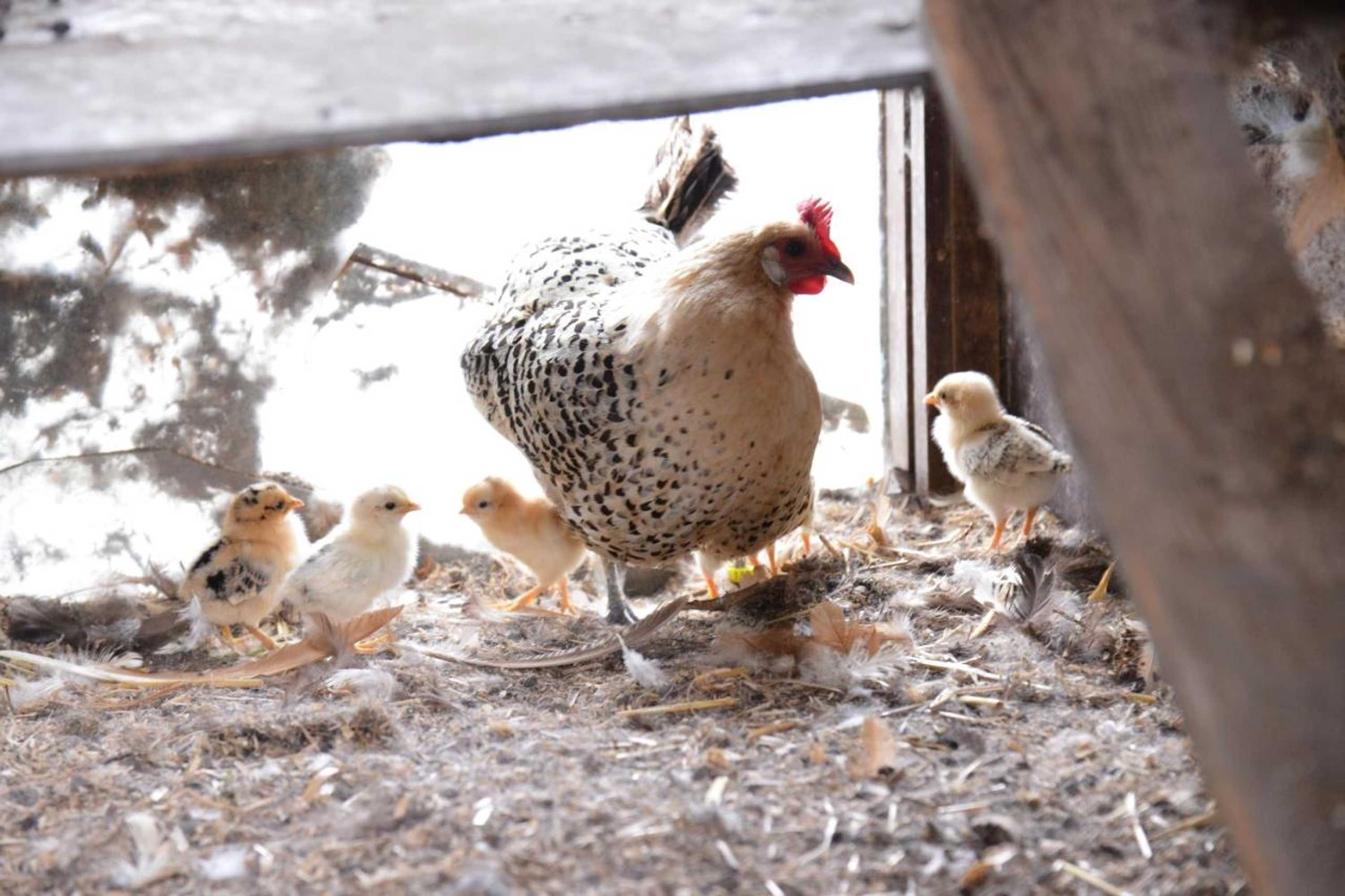 Gift card for Guest House Aan de Hollandse Ijssel