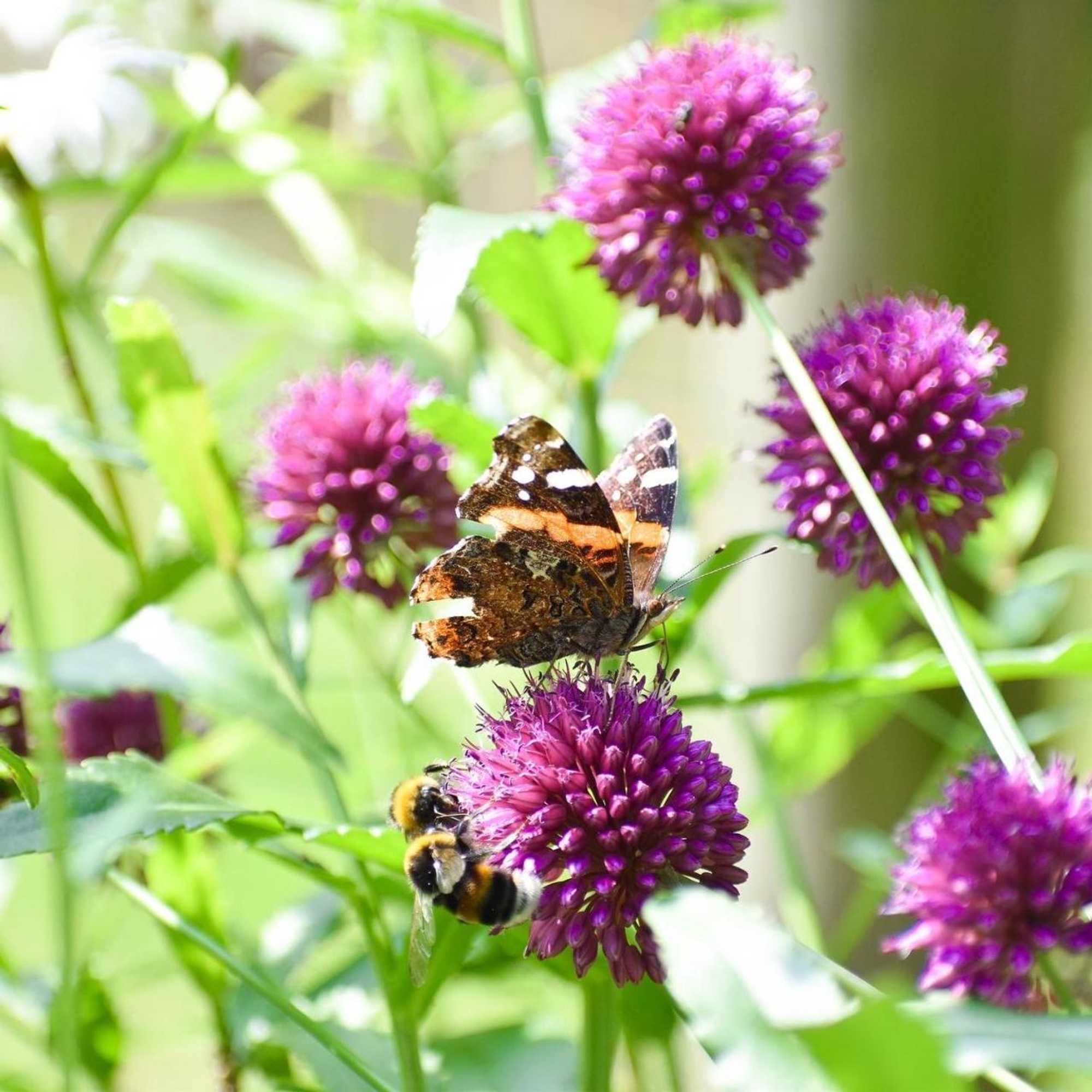 Gift card for Chalet de Kleine Eekhoorn