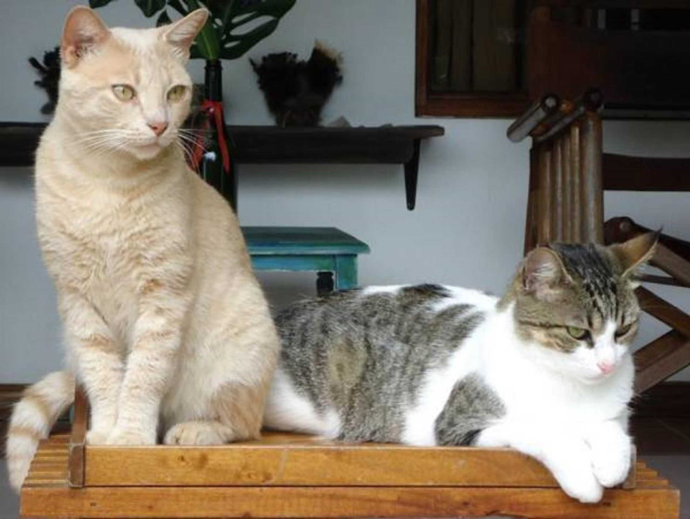 Gift card for Apartamentos Las Tabaibas