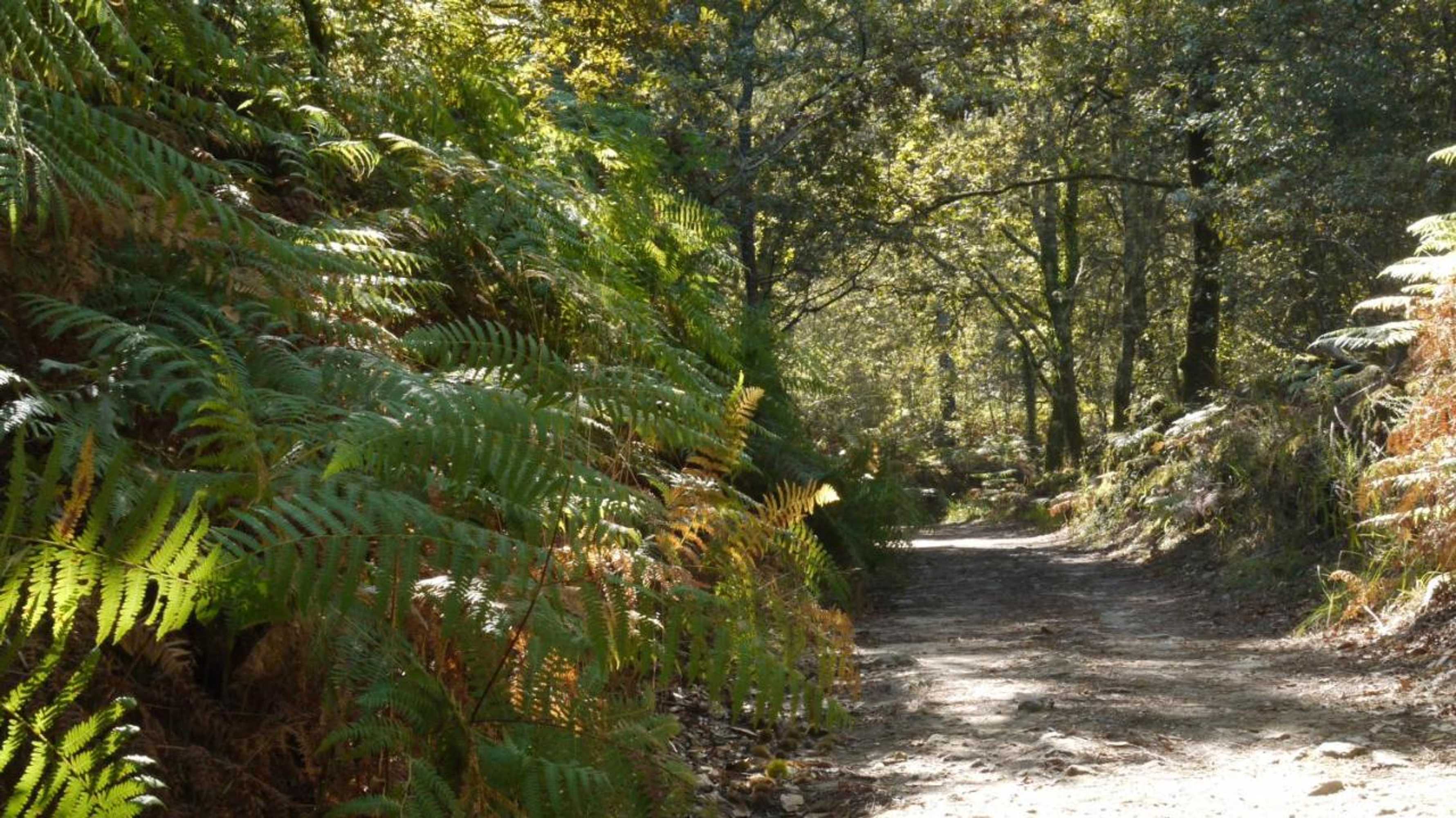 Gift card for Quinta Das Leiras - Rubiães