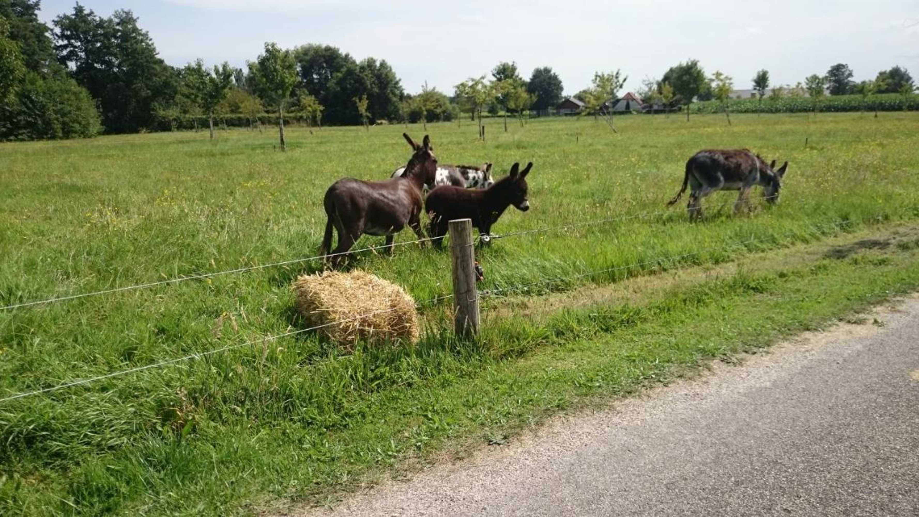 Gift card for Bed & Breakfast El Manso