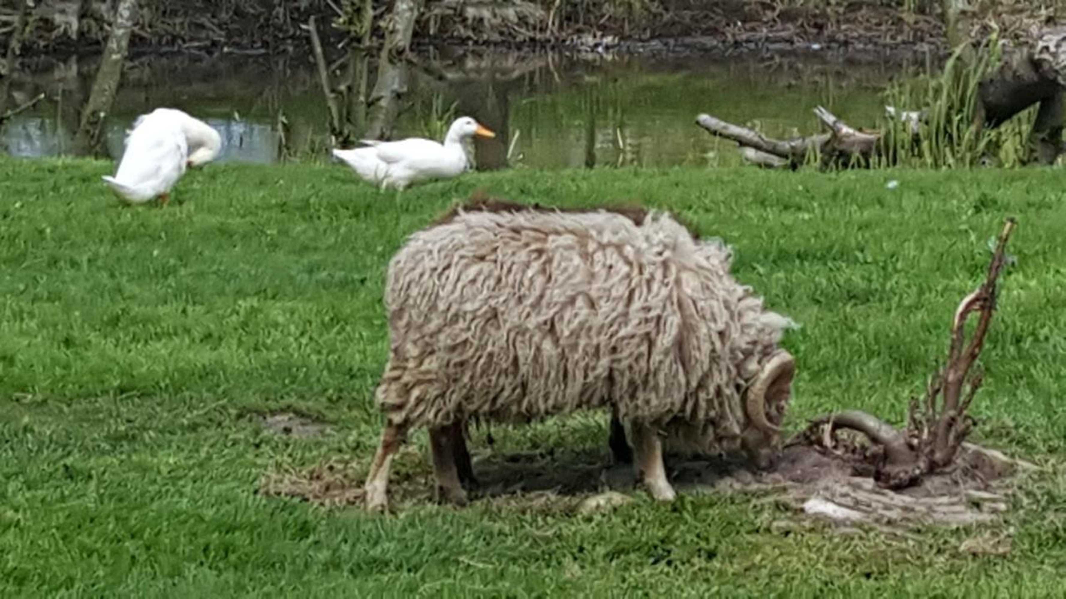 Gift card for Bed & Breakfast De Koegang