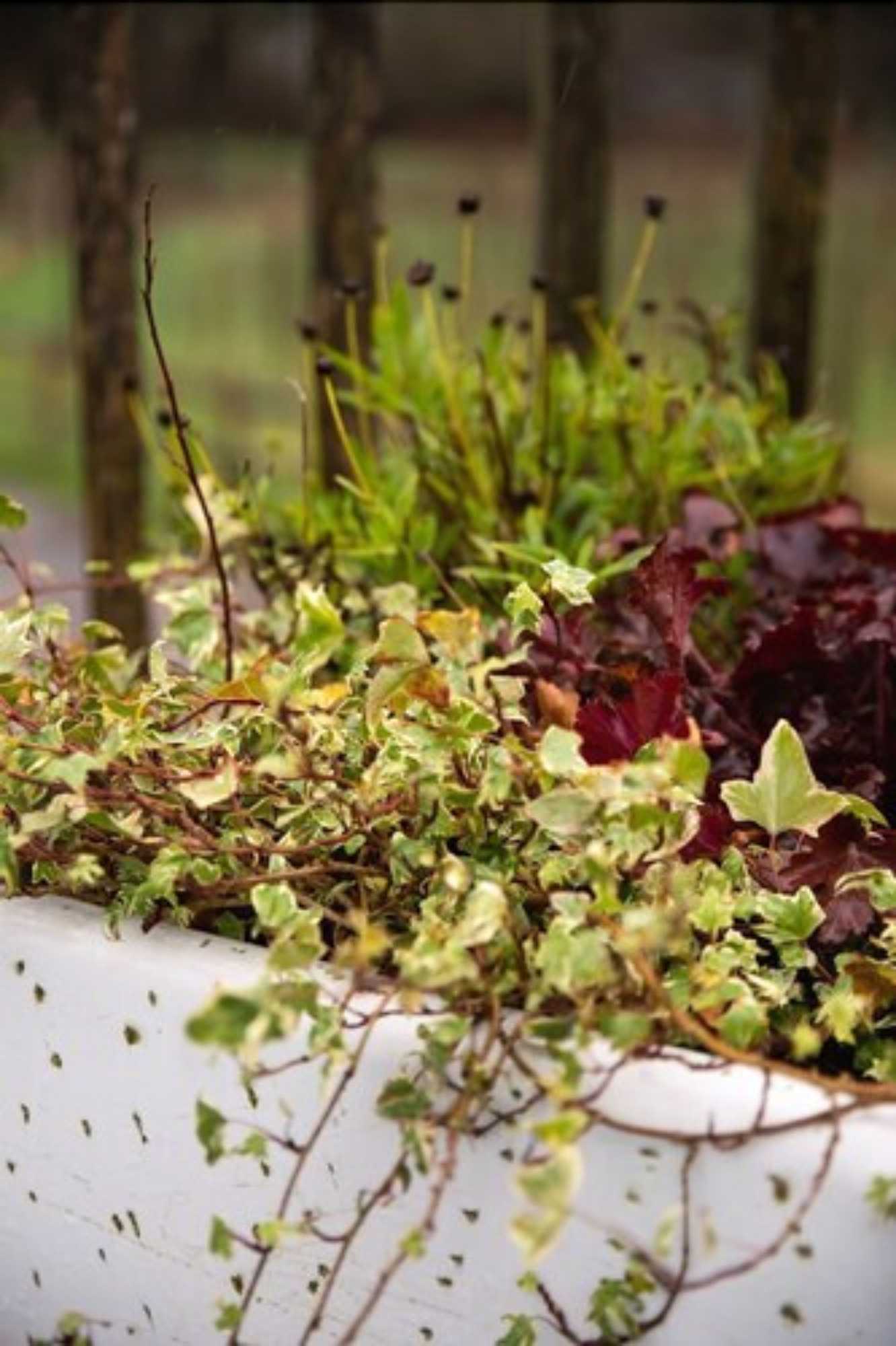 Gift card for Yoghurt Rooms