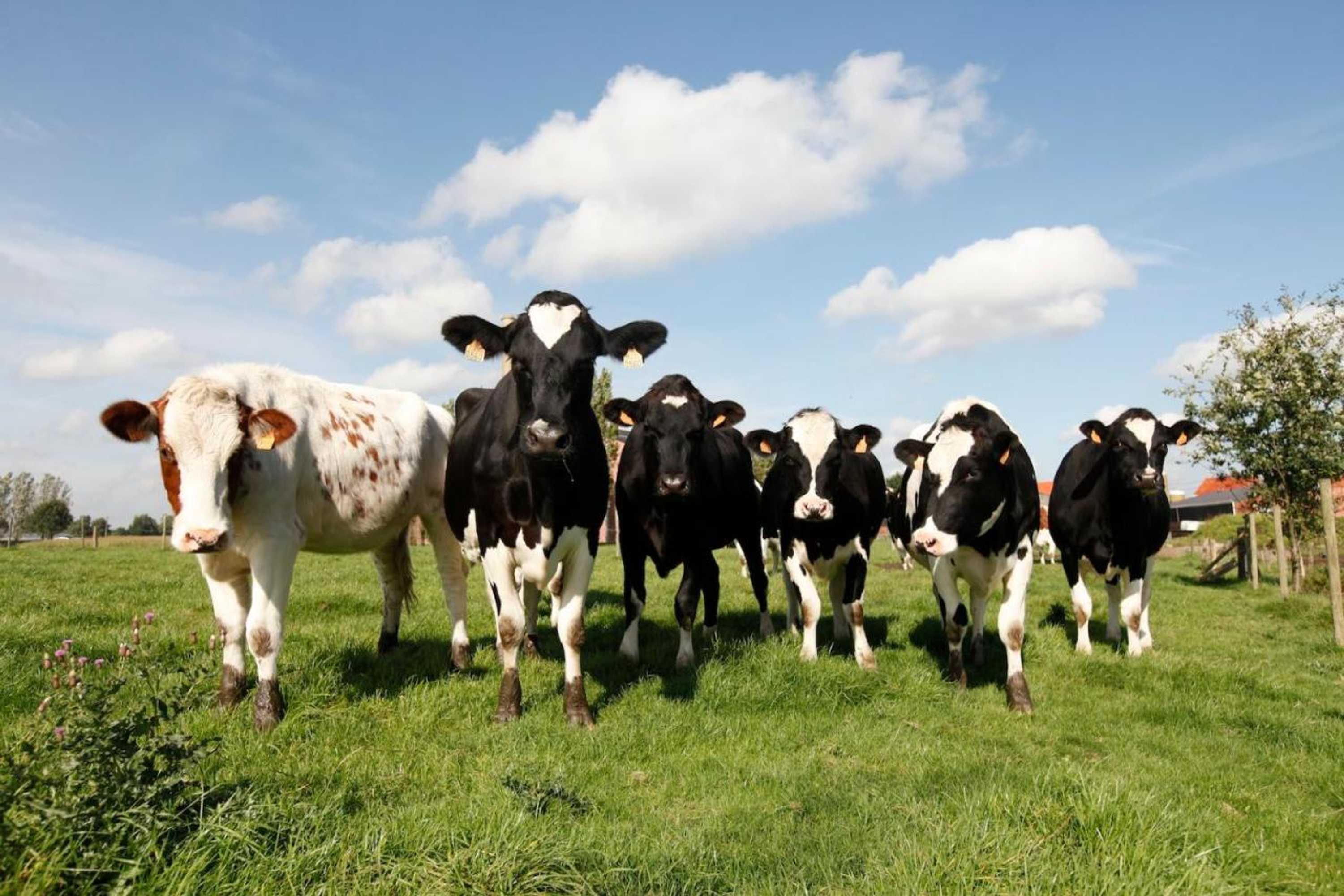 Gift card for De Sneppelhoeve B&b