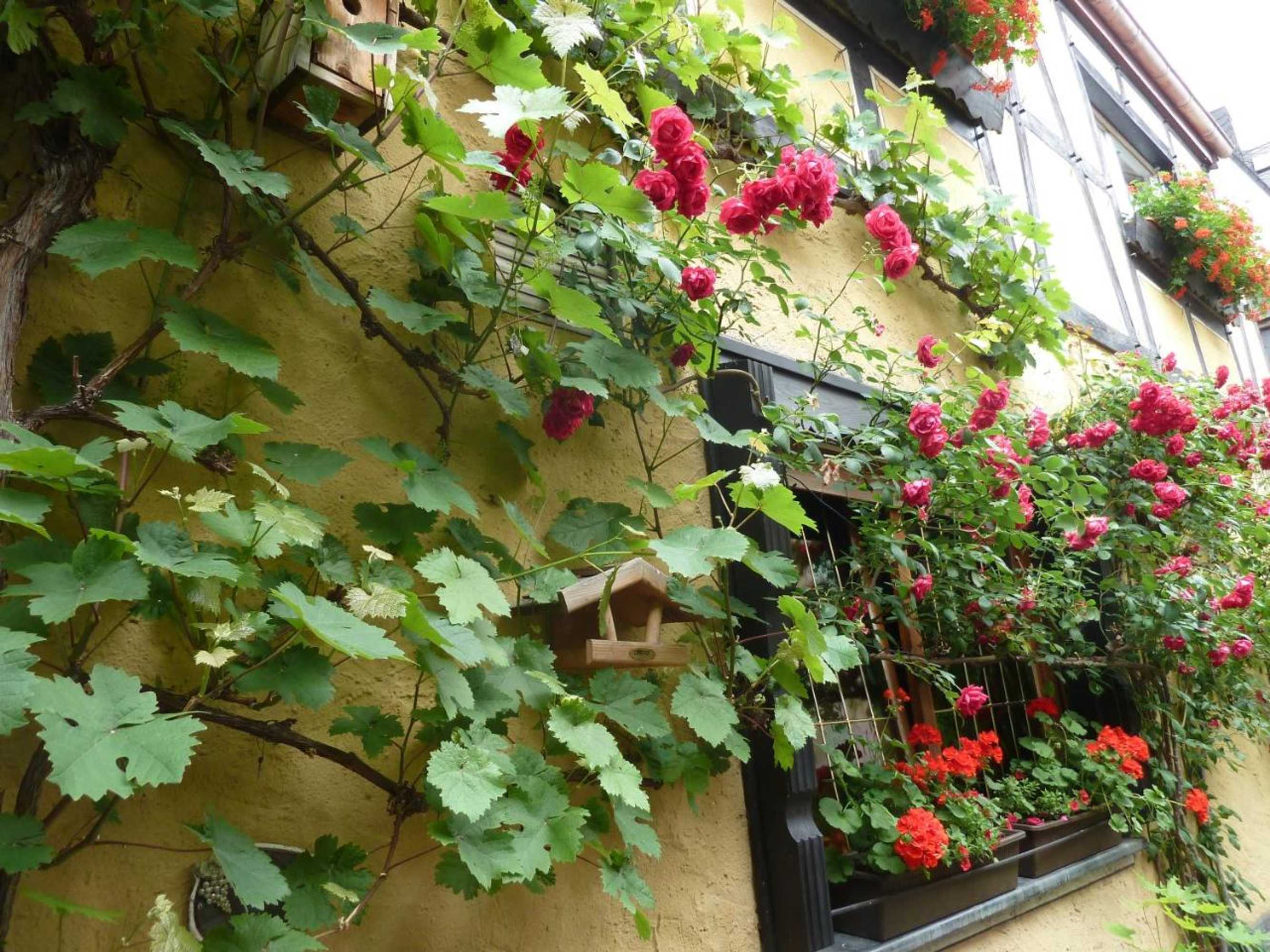 Gift card for Alte Weinstuben Steinfelder Hof Garni