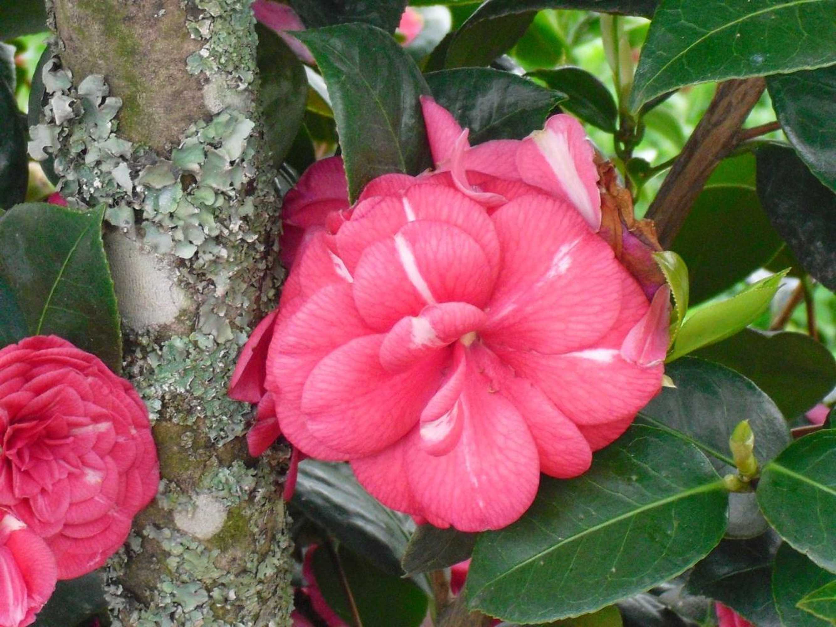 Gift card for O Aconchego Das Raízes