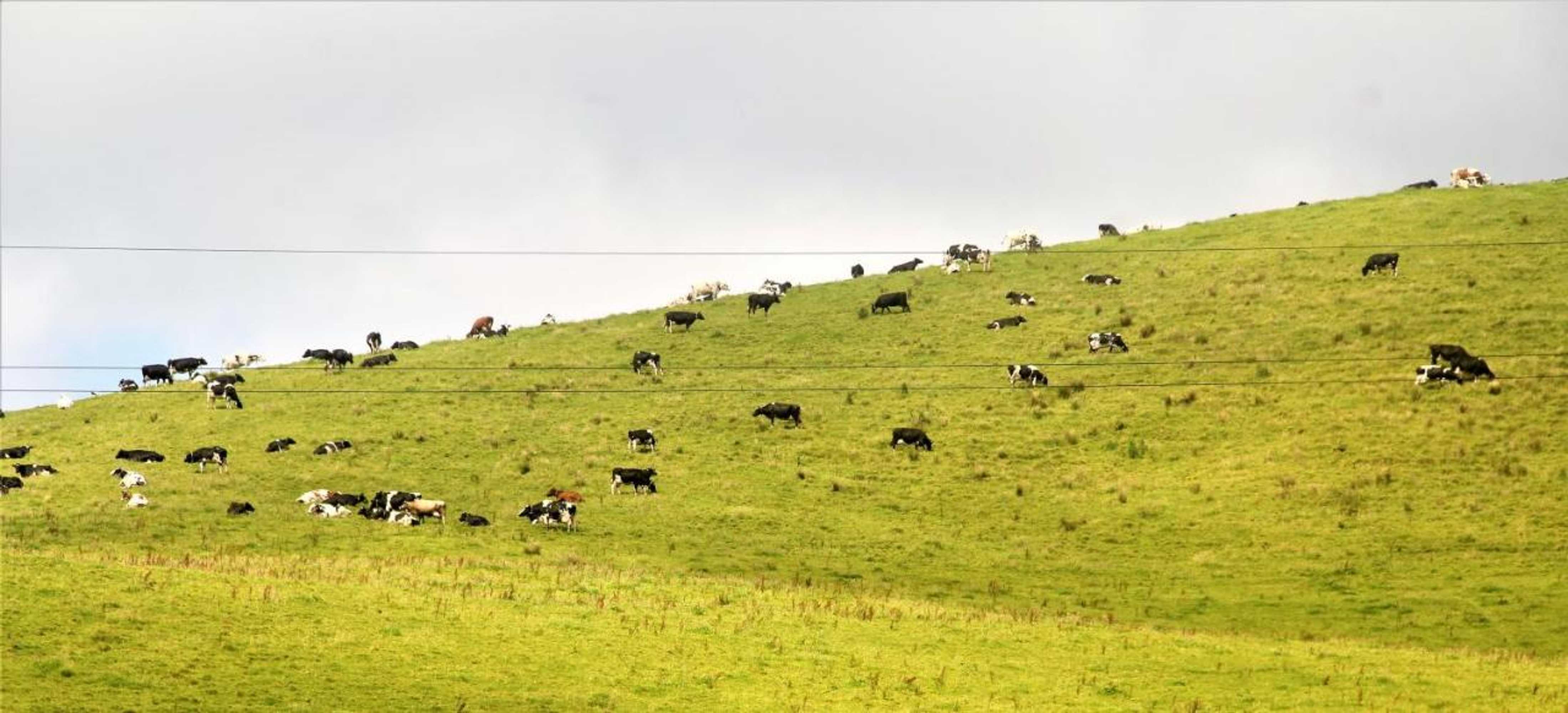 Gift card for Casa Inti / Inti House Furnas