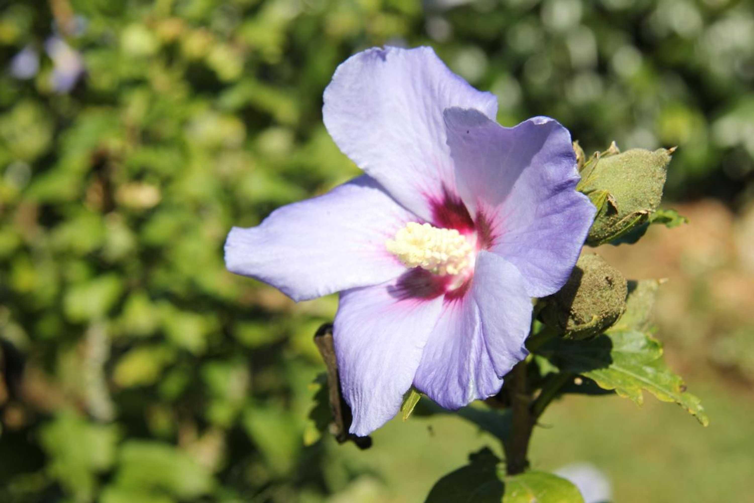 Gift card for Hotel Linde